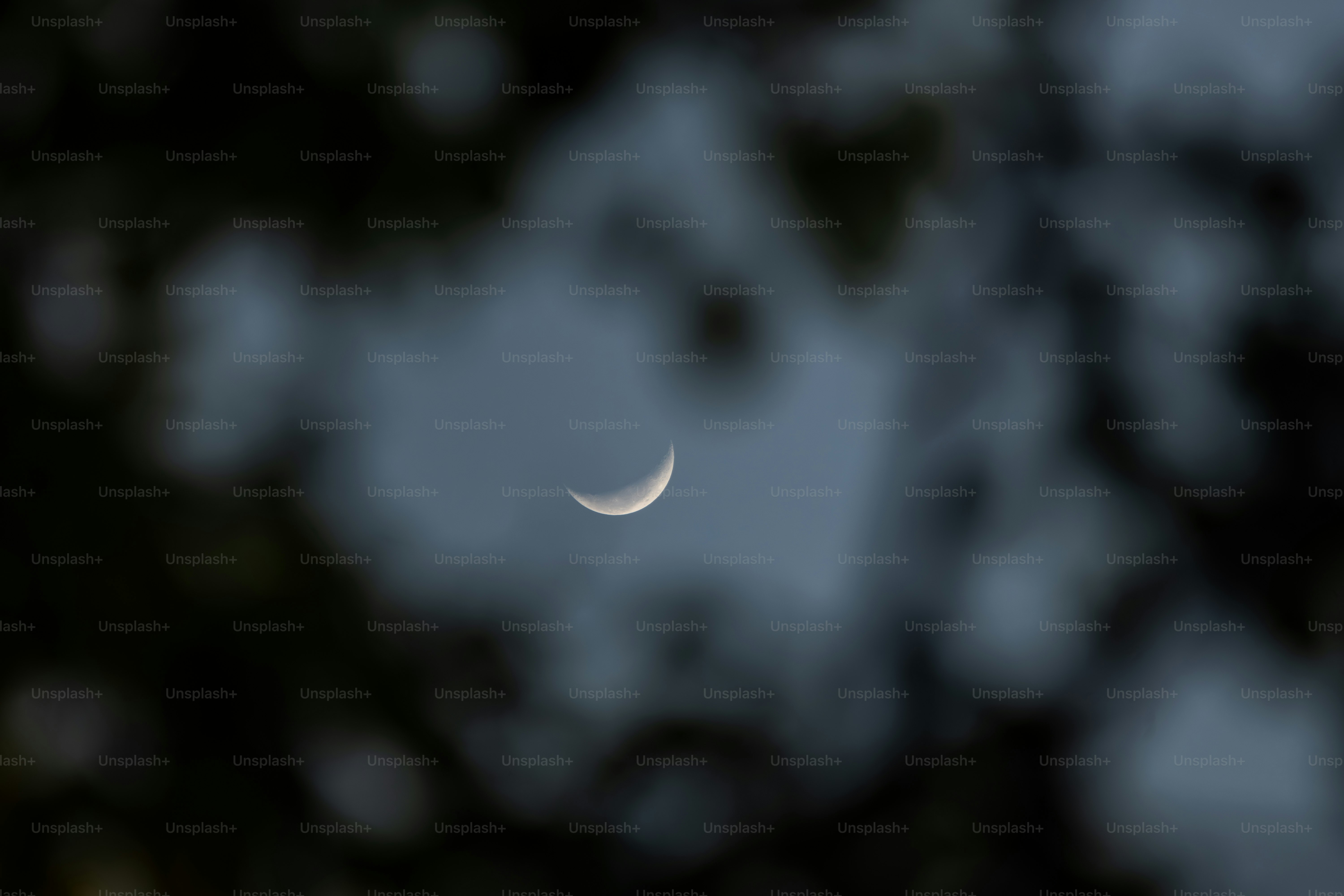 A crescent moon is visible through blurred dark foliage.