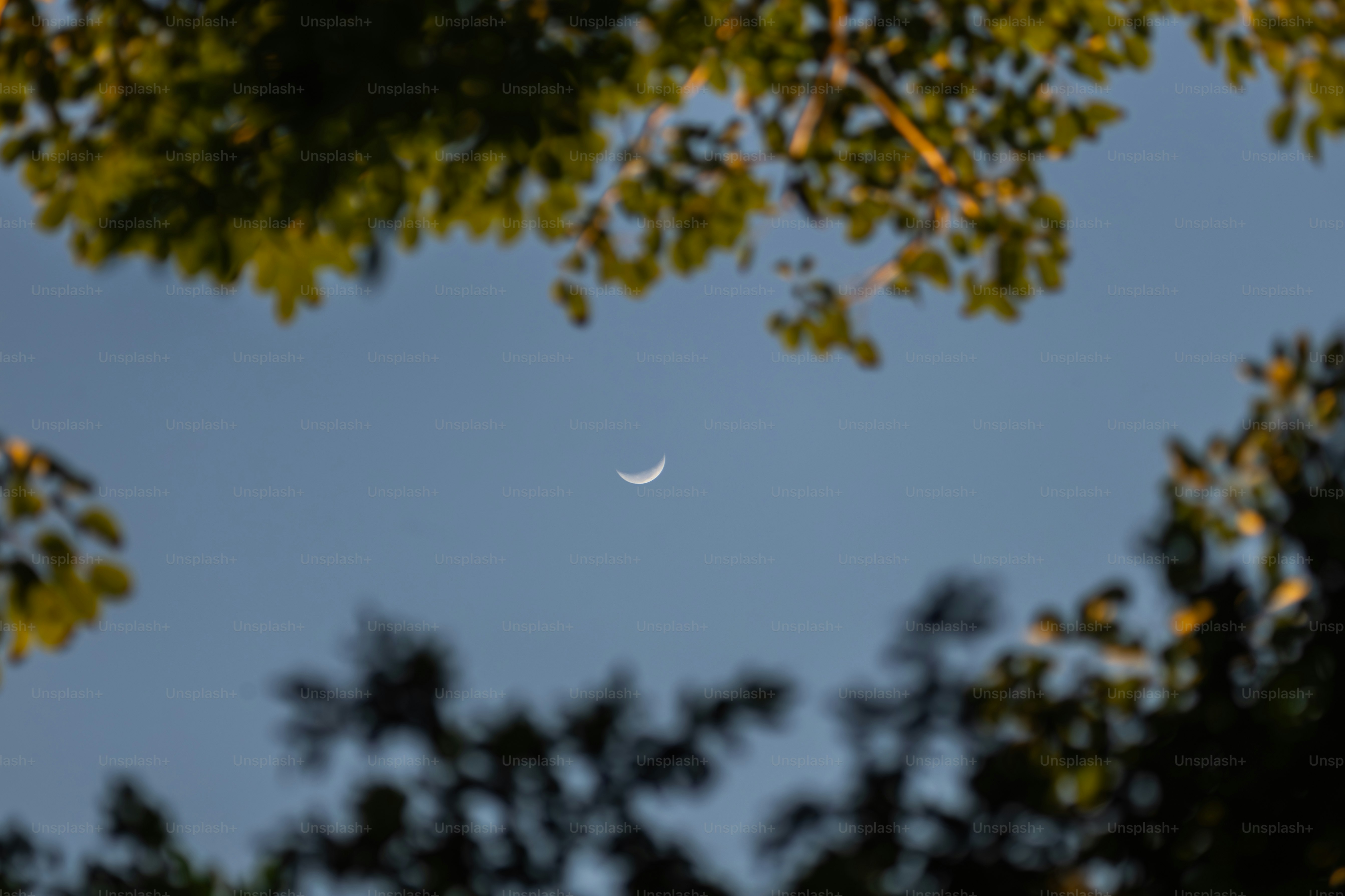 Crescent moon in a clear blue sky framed by leaves.