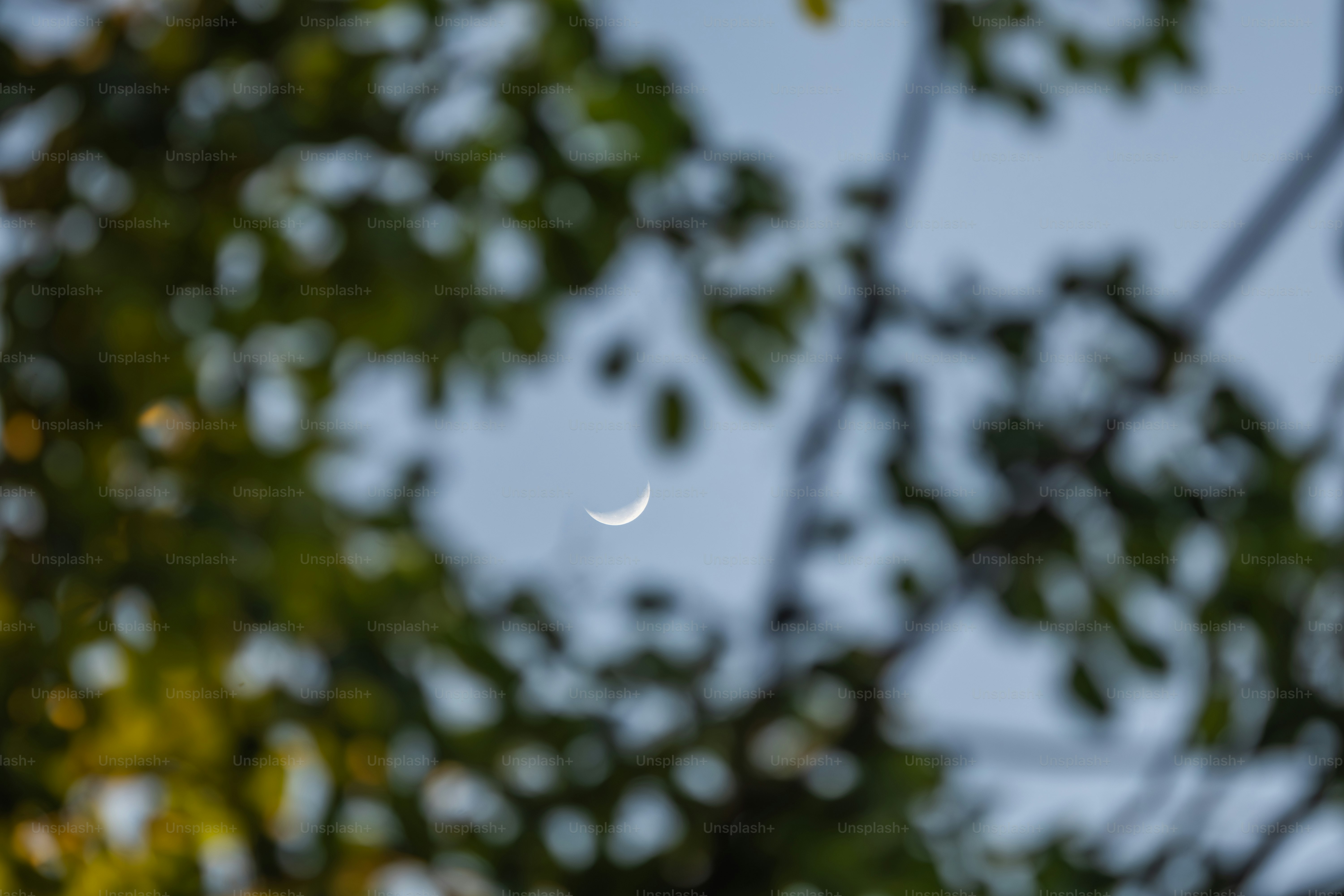 Crescent moon visible through blurred green leaves