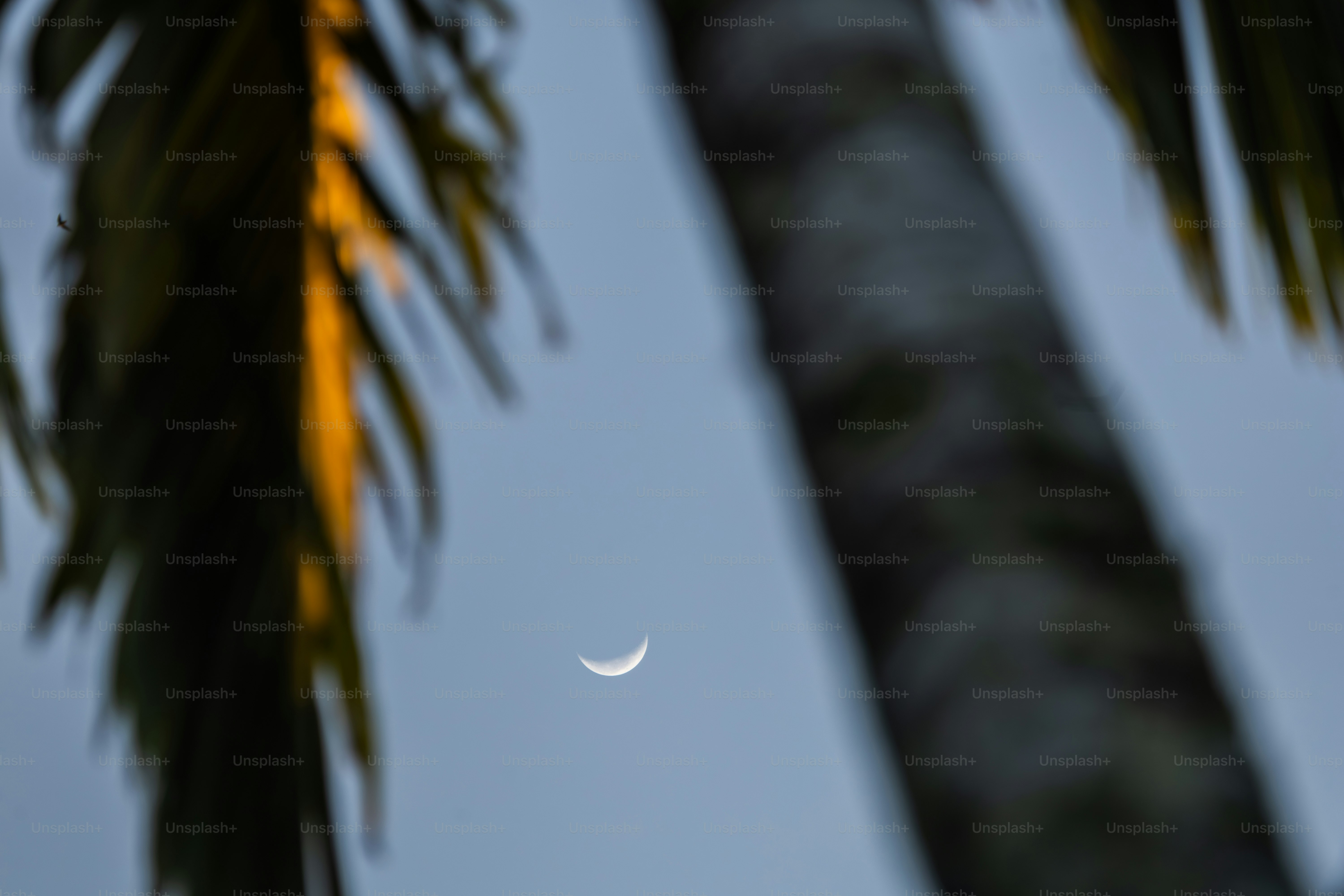 Crescent moon visible through palm fronds at dusk