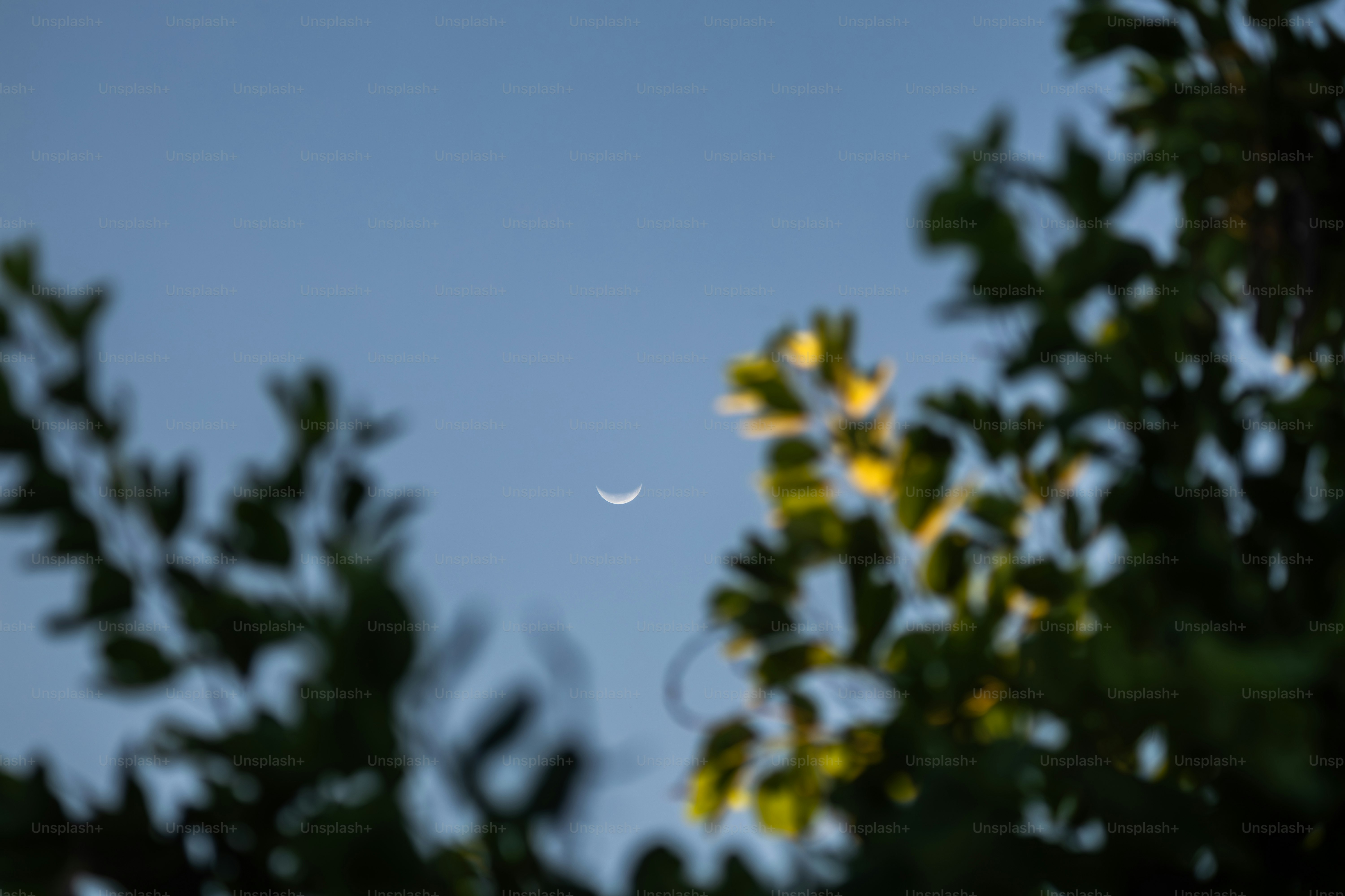 A crescent moon hangs in the twilight sky.