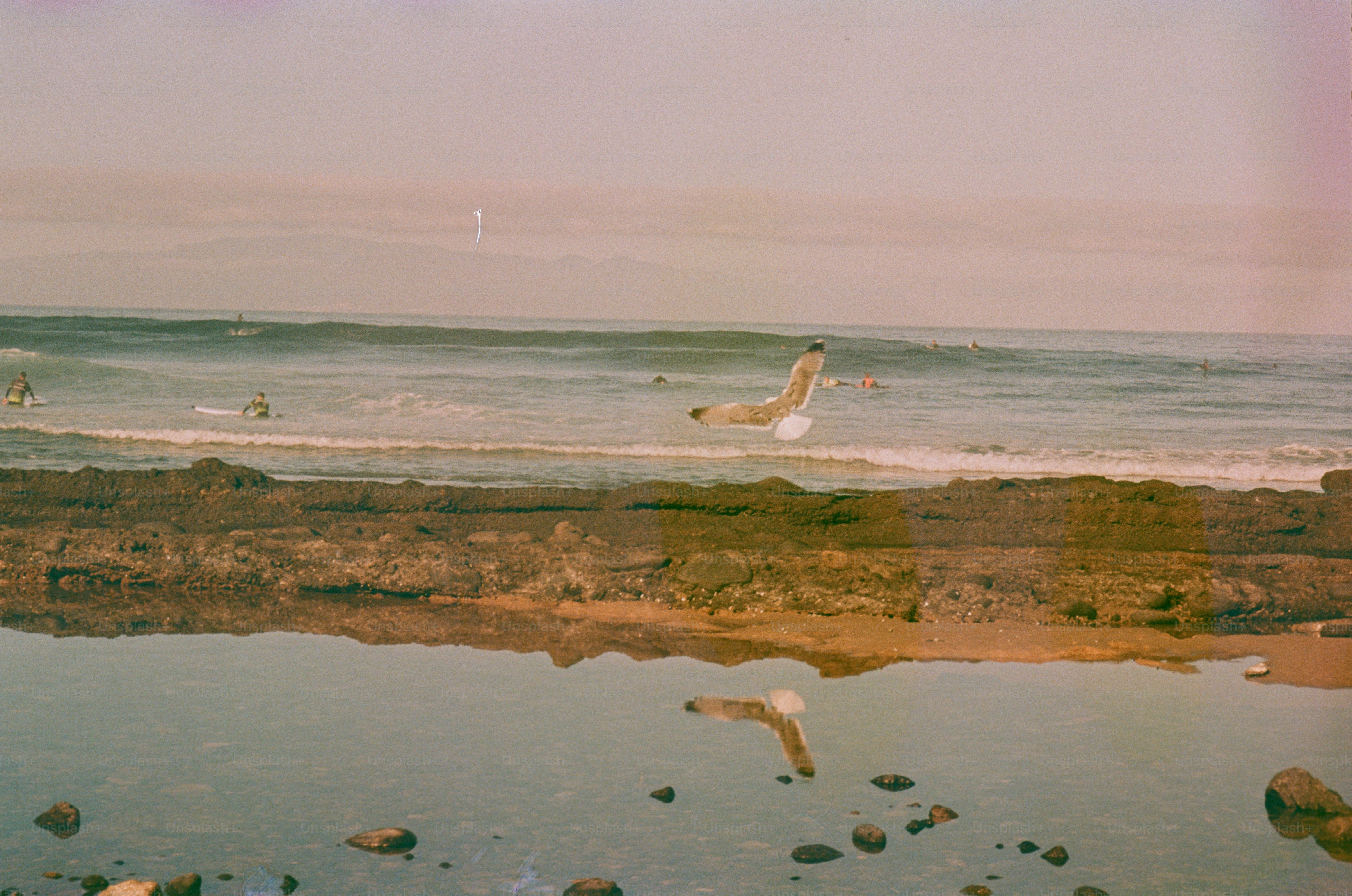 Seagulls flying over a rocky beach and ocean.