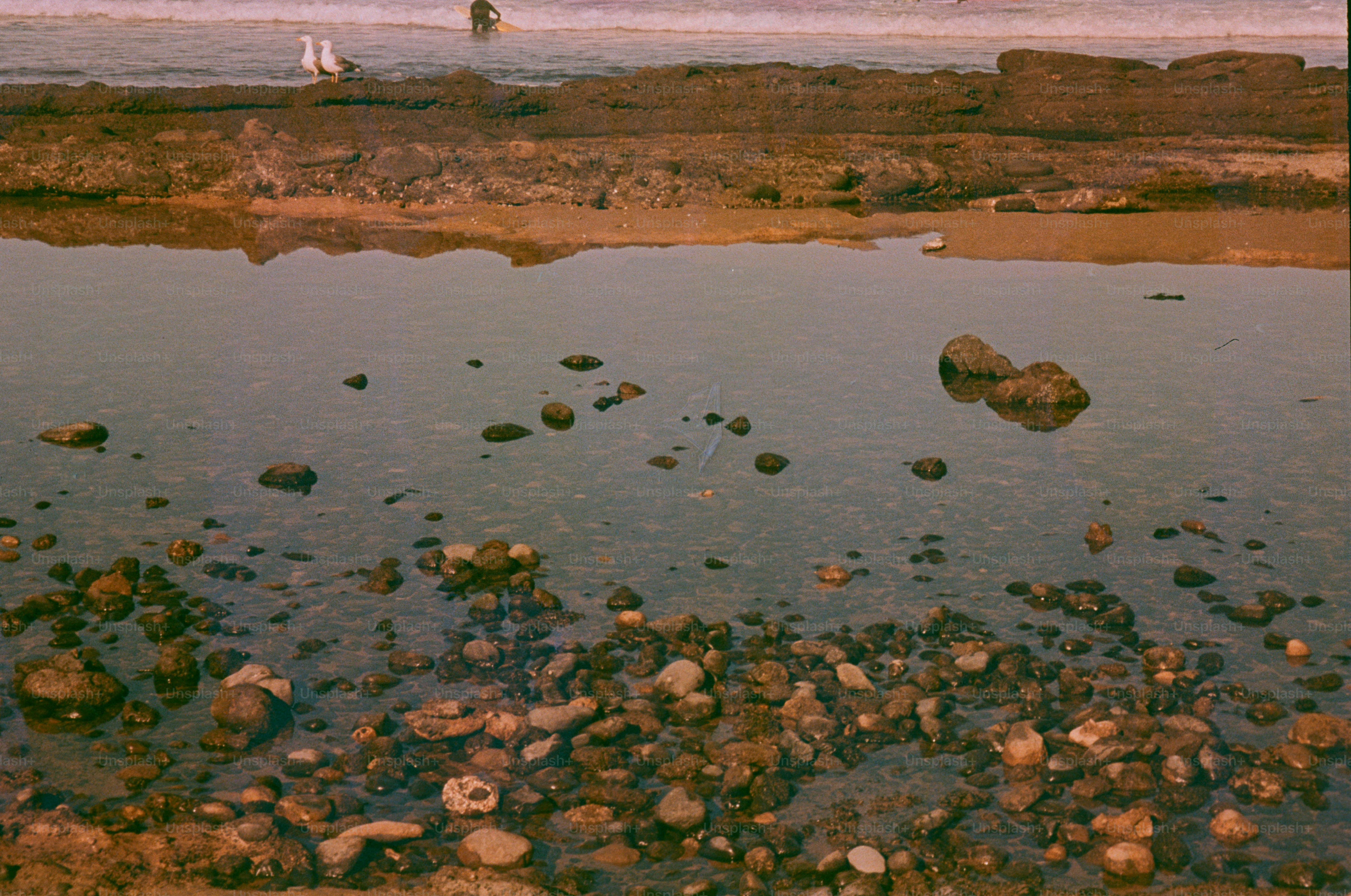 Rocky tide pool with shells and pebbles near ocean
