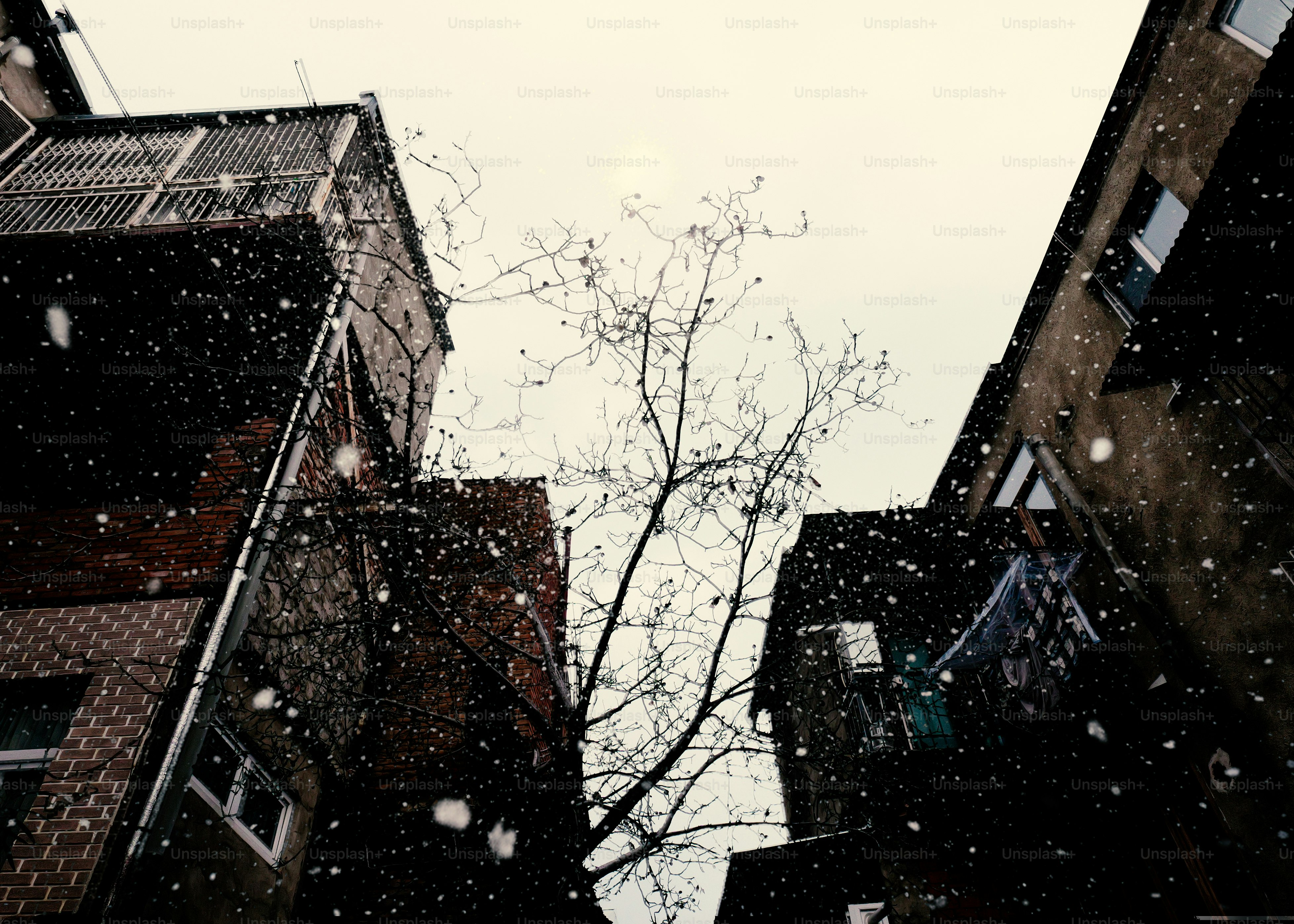 Snow falling between buildings with bare tree branches.