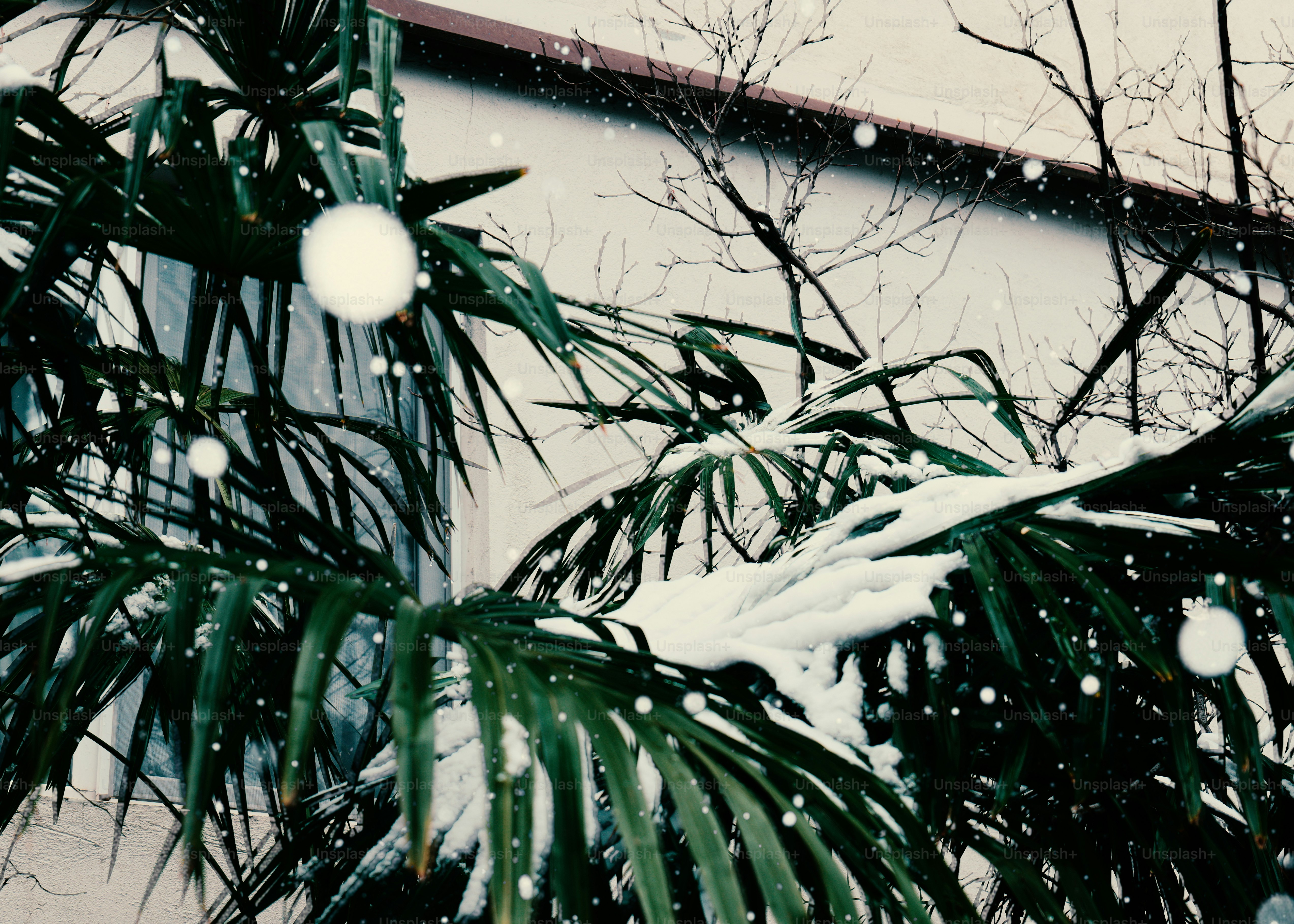 Snow falling on green palm fronds