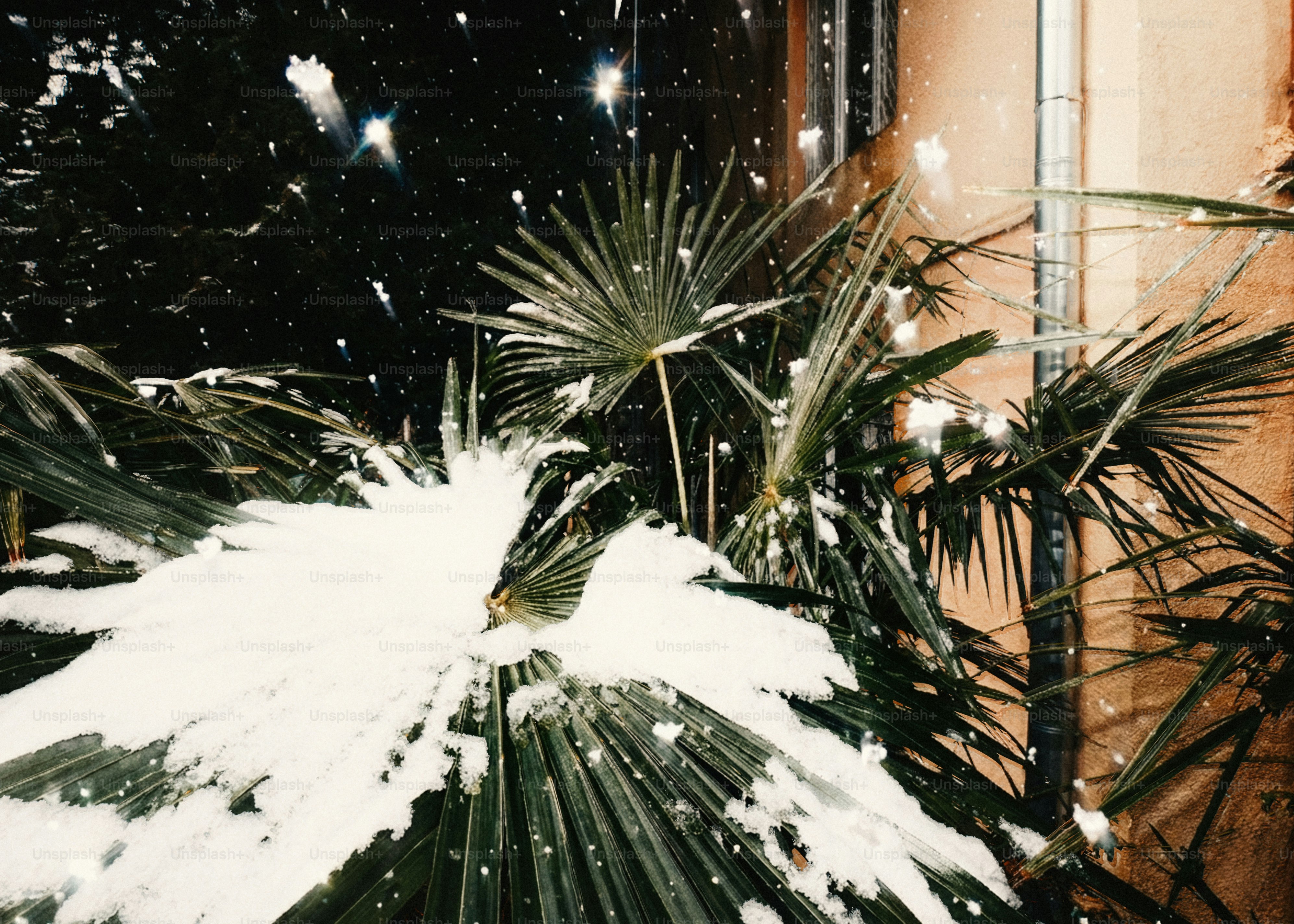 Snow falling on a palm tree at night.
