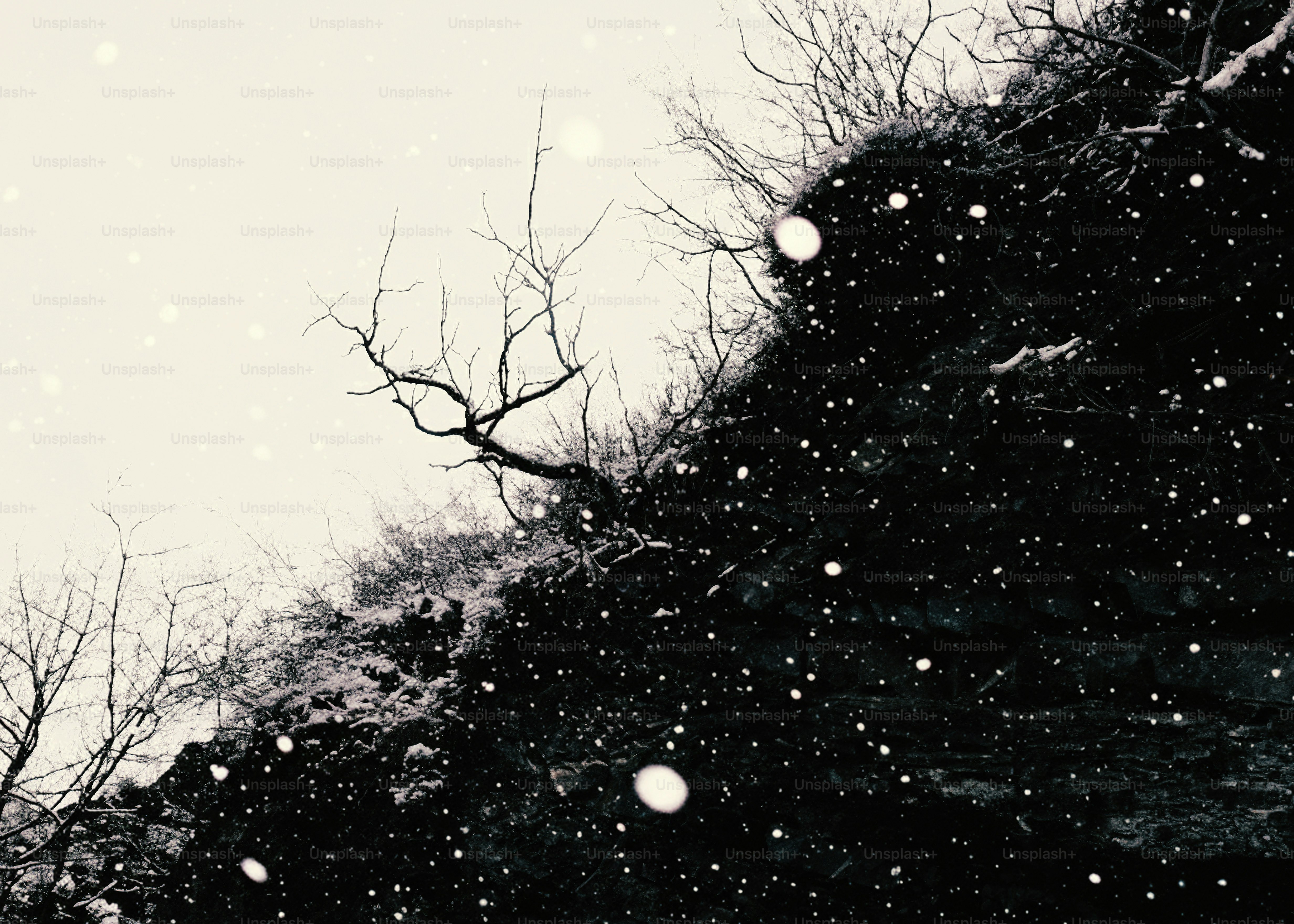 Bare trees on a snowy hillside