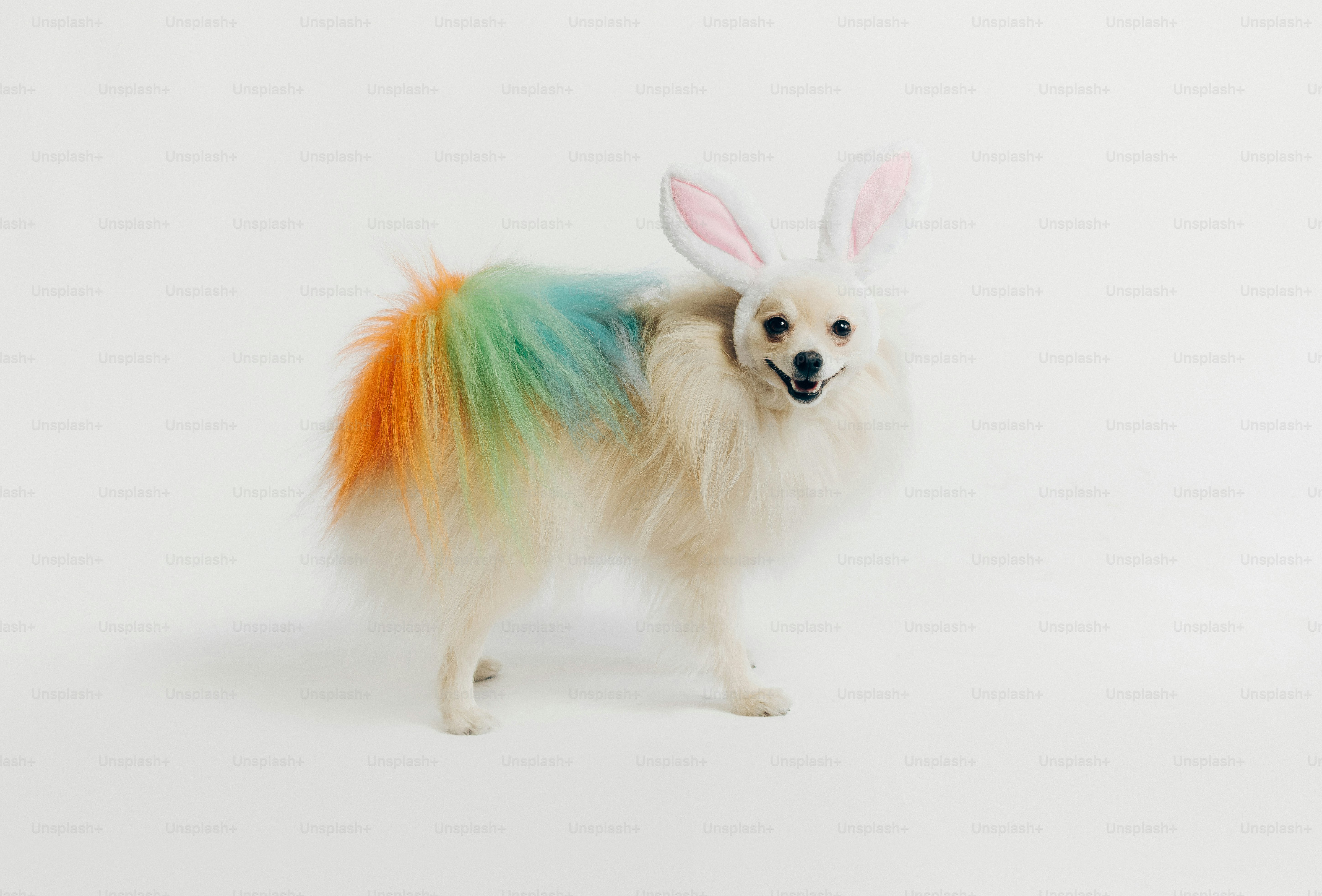 A dog wearing bunny ears with a rainbow tail