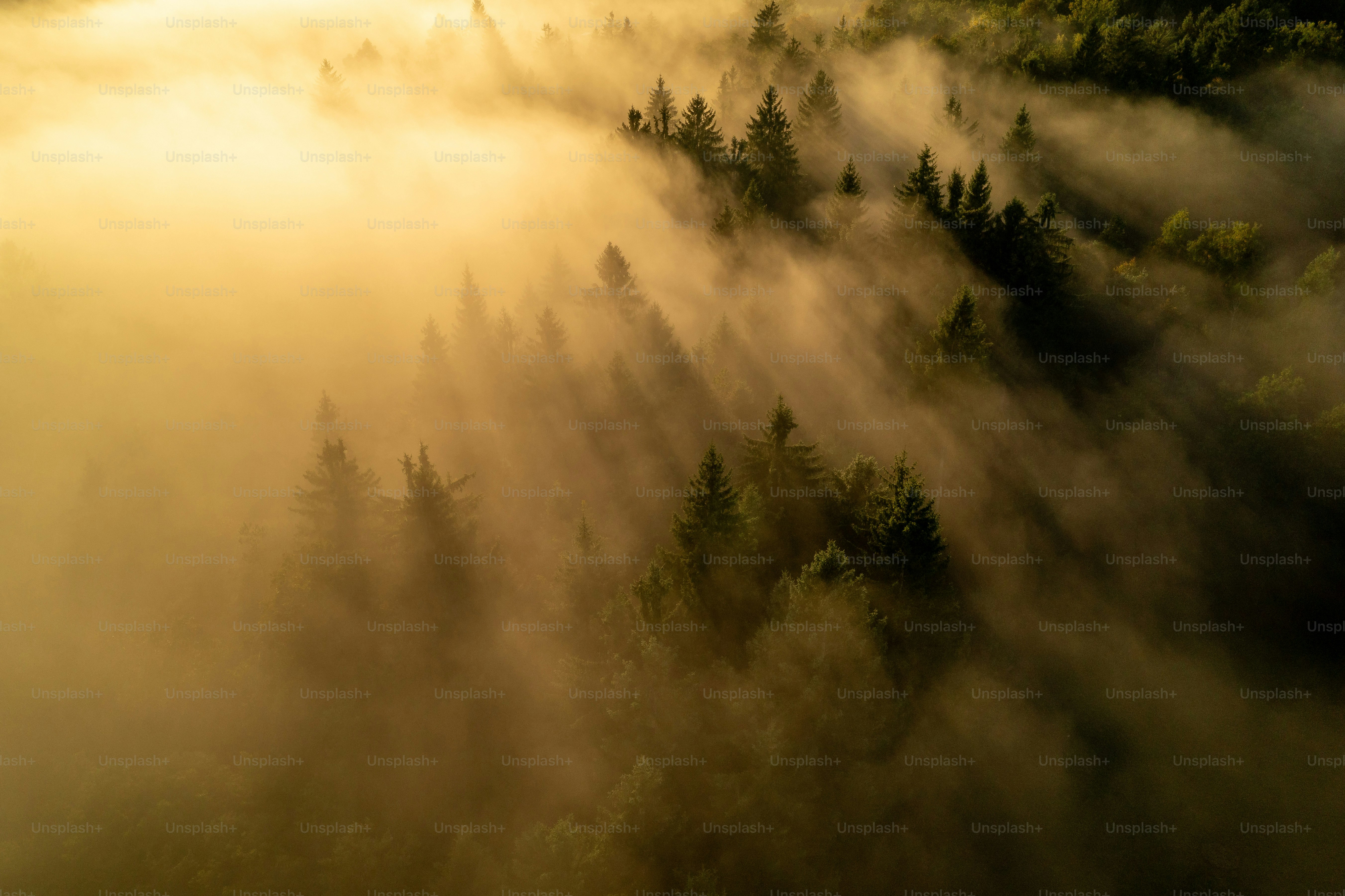 Nebliger Wald mit Sonnenstrahlen, die durch die Bäume filtern.