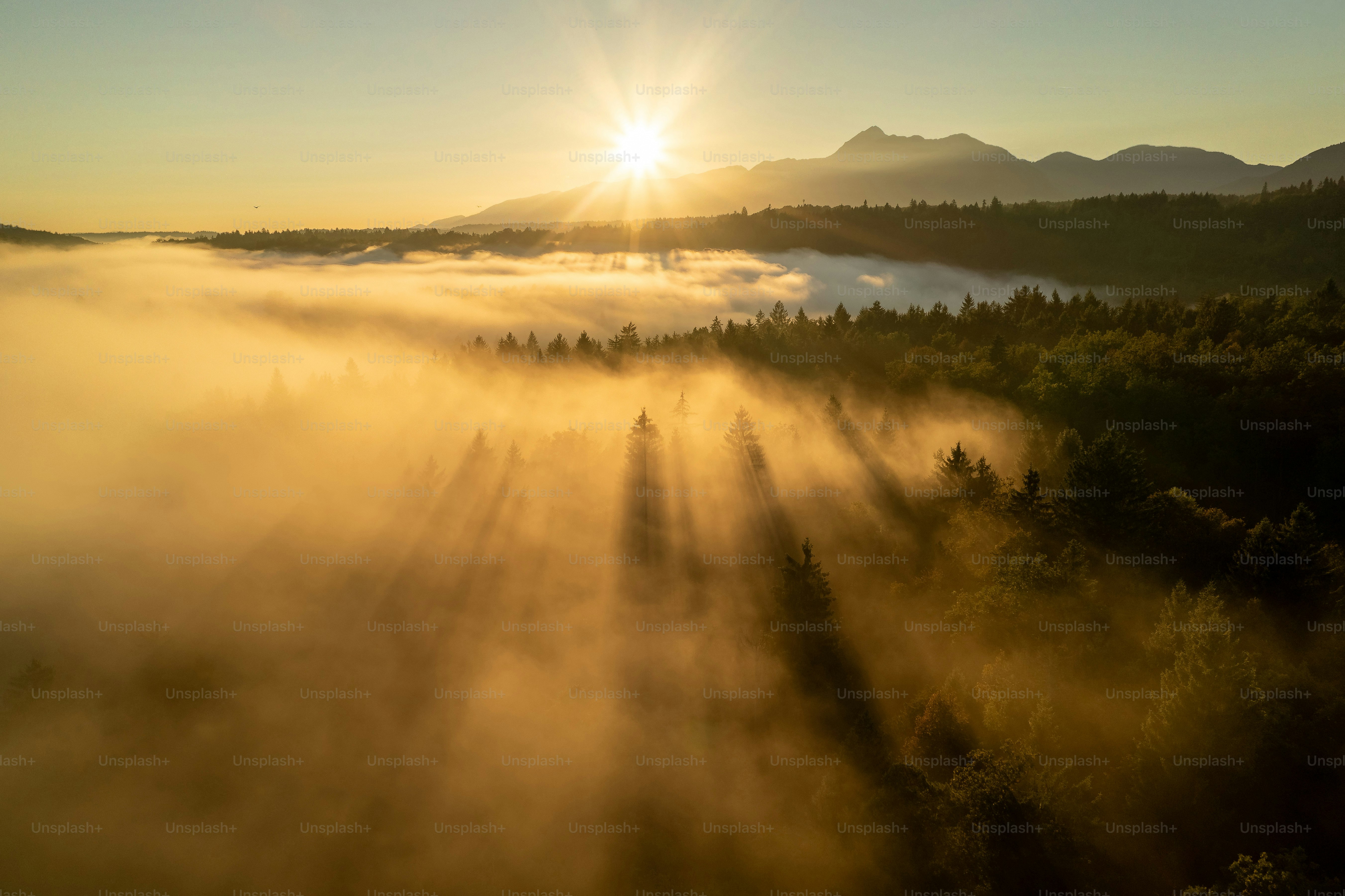 Sonnenlicht strömt bei Tagesanbruch durch das neblige Blätterdach des Waldes.