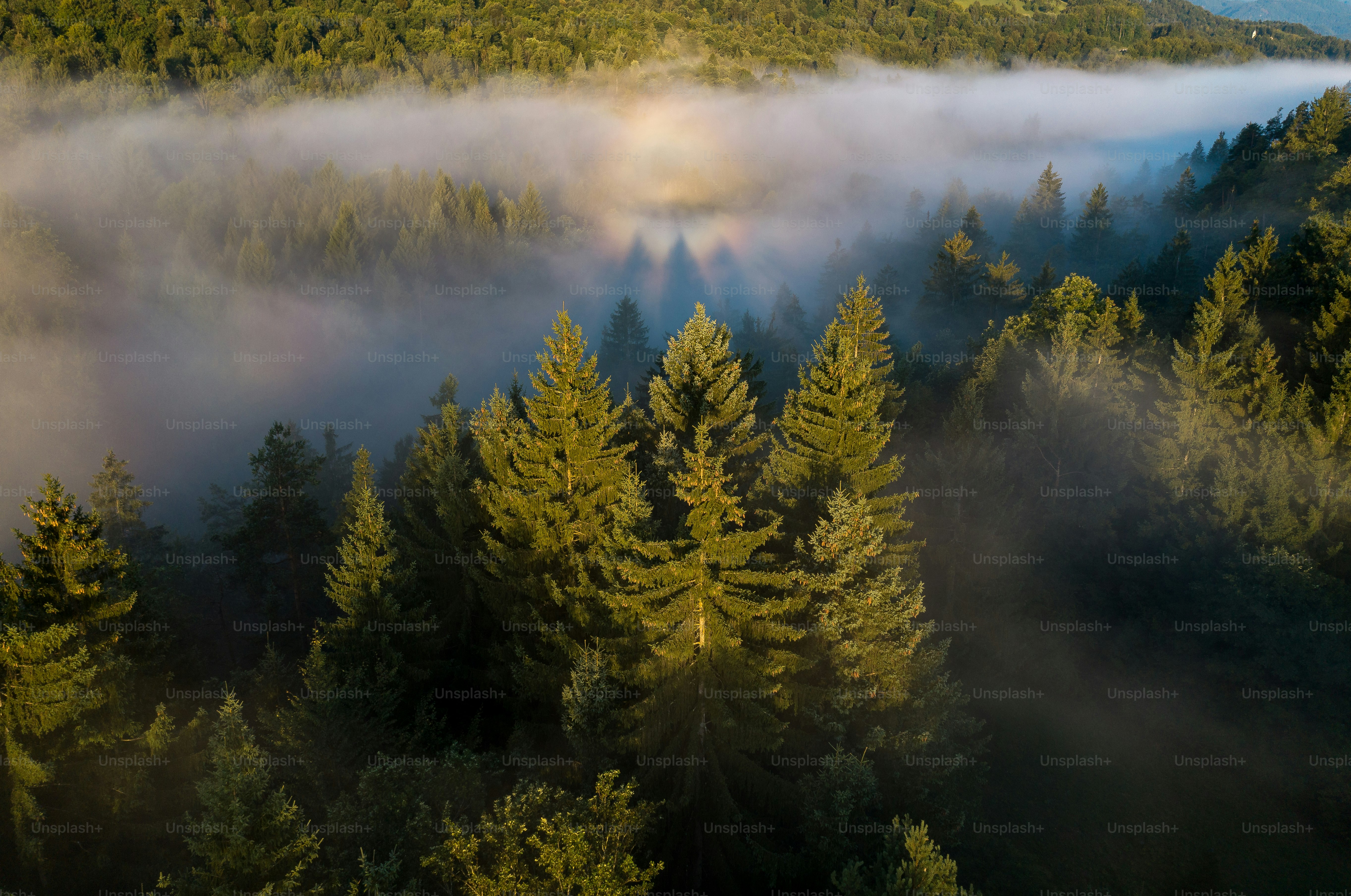 Nebliger immergrüner Wald mit sonnenbeschienenen Baumwipfeln.
