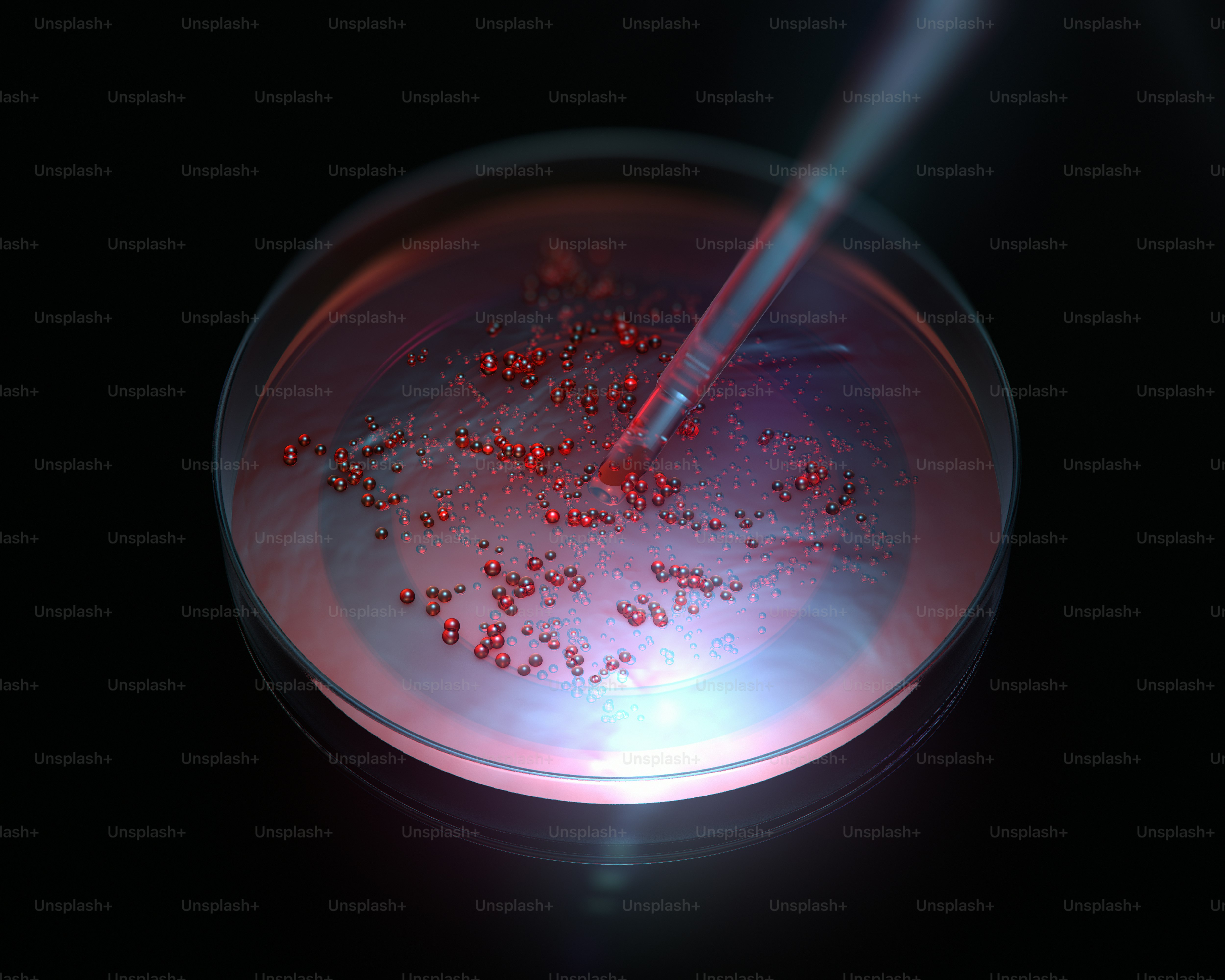 Three petri dishes with bacterial colonies. photo – Healthcare Image on ...