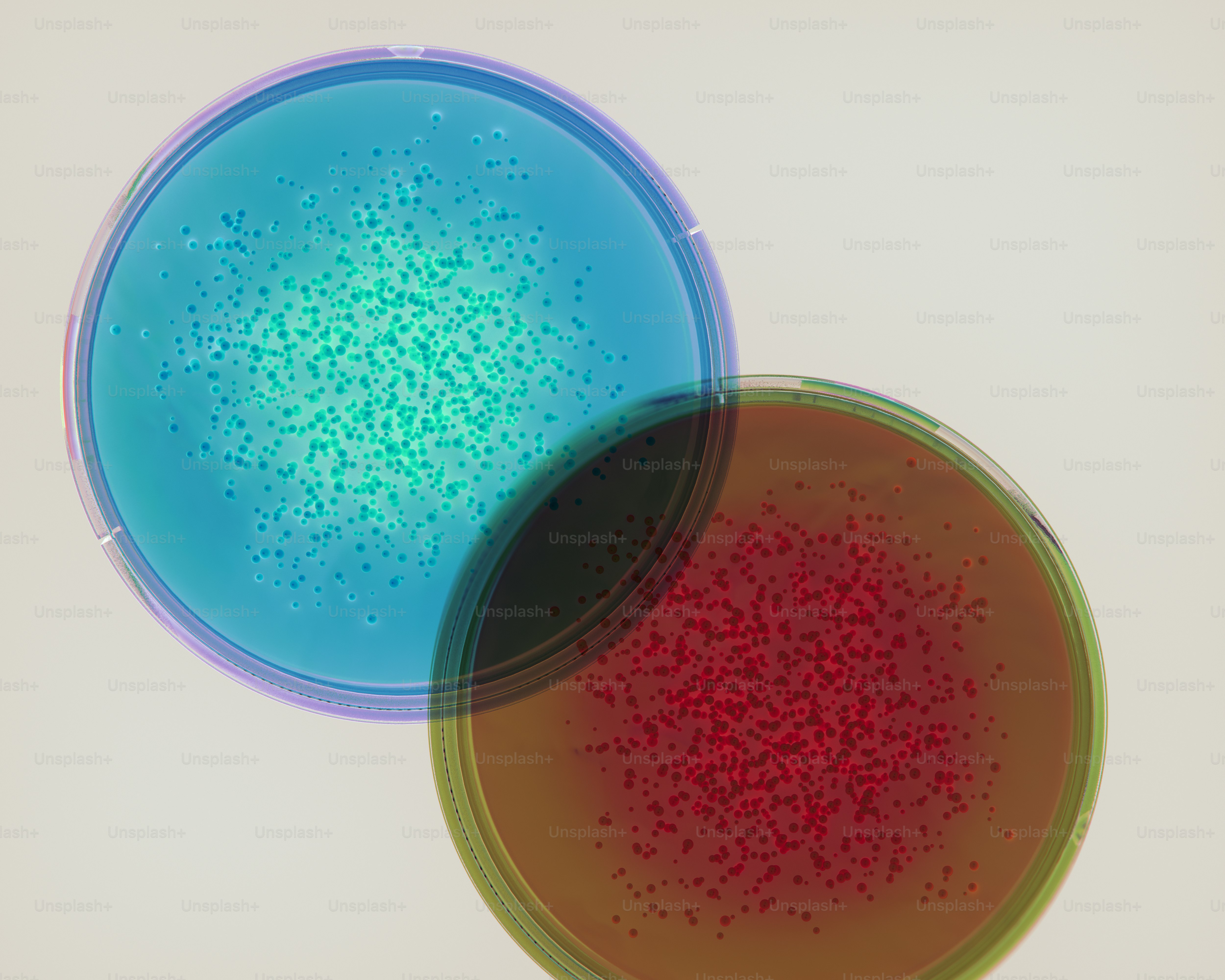Two petri dishes with bacterial colonies. photo – Science Image on Unsplash