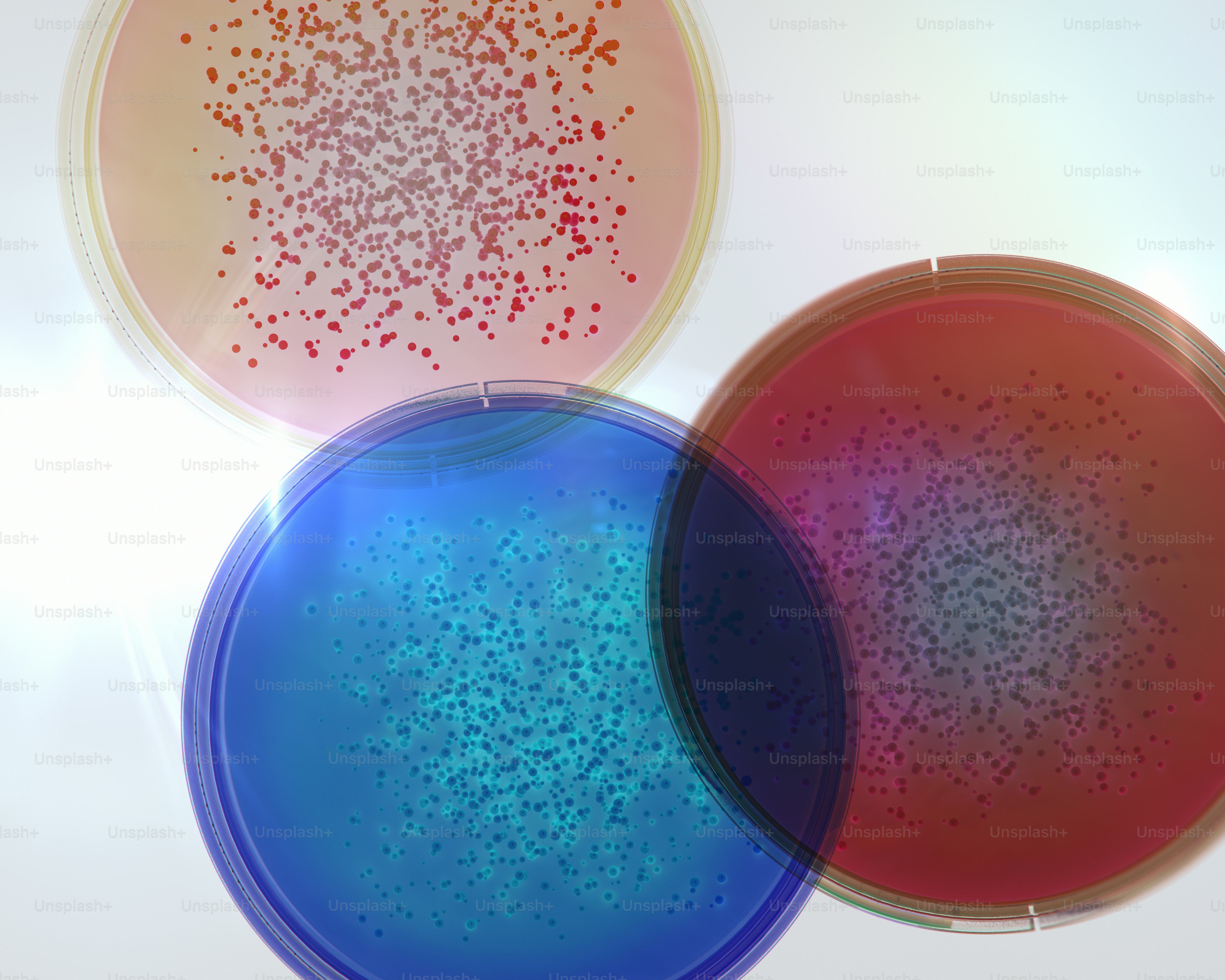 Two petri dishes with bacterial colonies. photo – Science Image on Unsplash