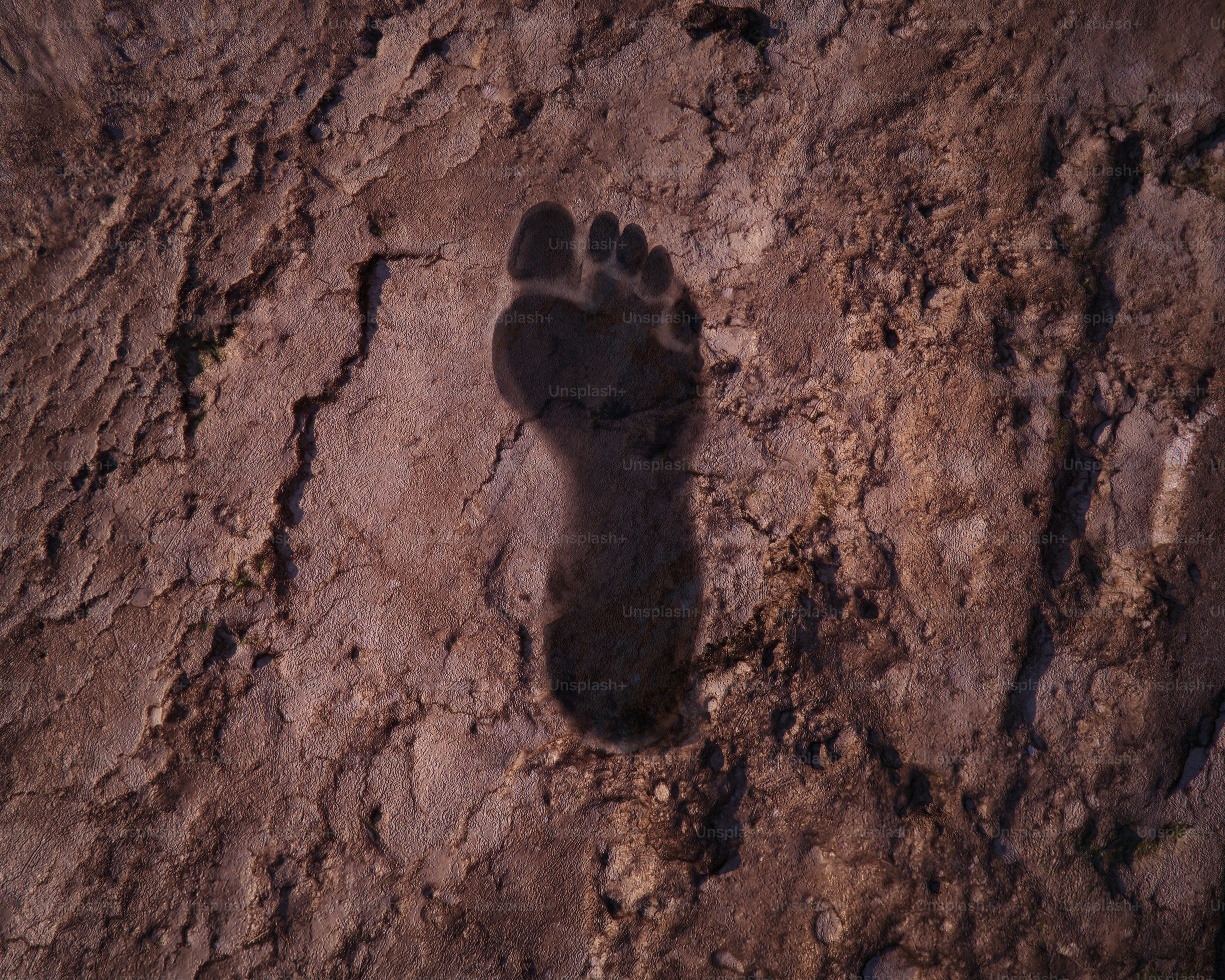A single footprint pressed into dry, cracked earth