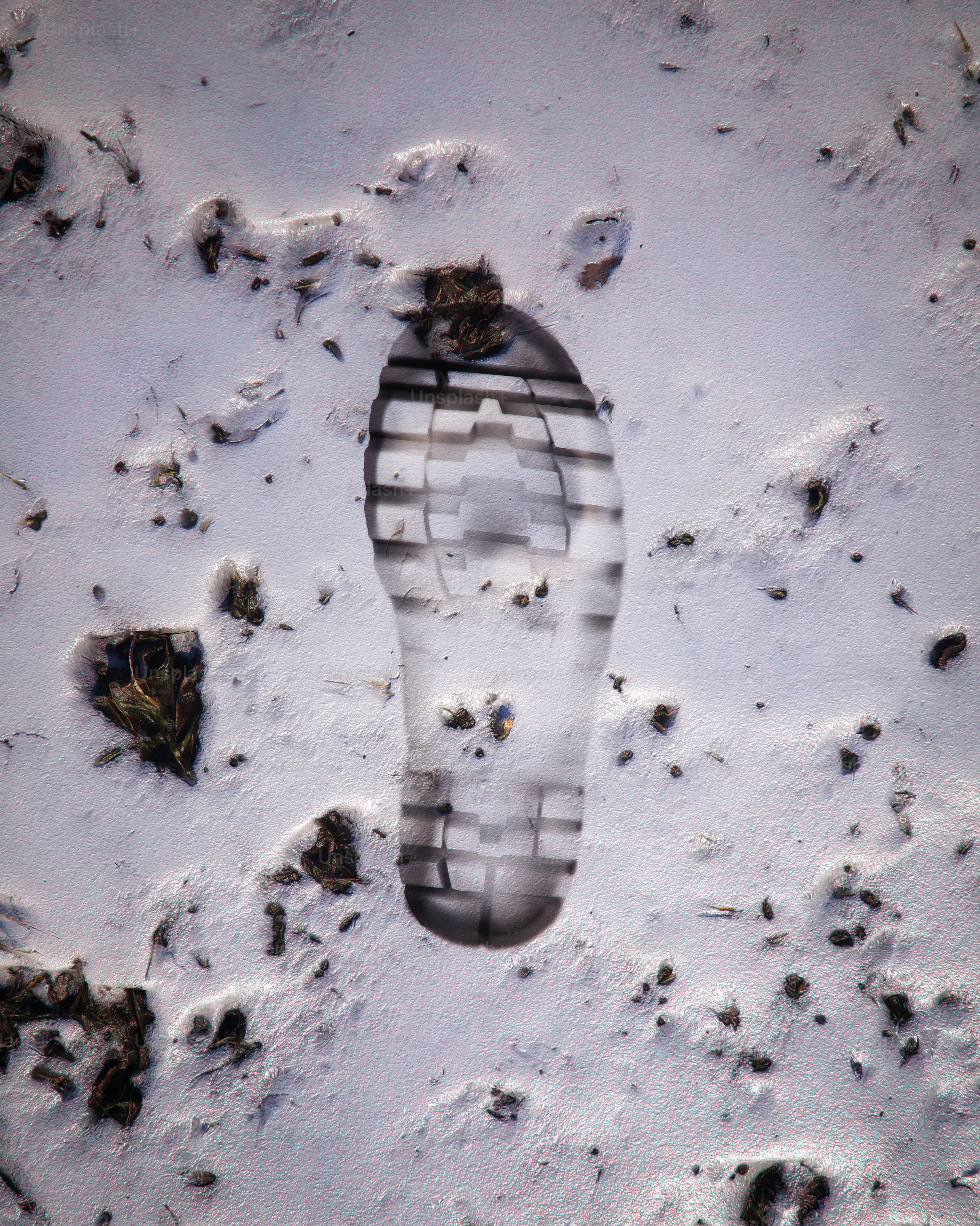 A boot print in the snow with paw prints inside