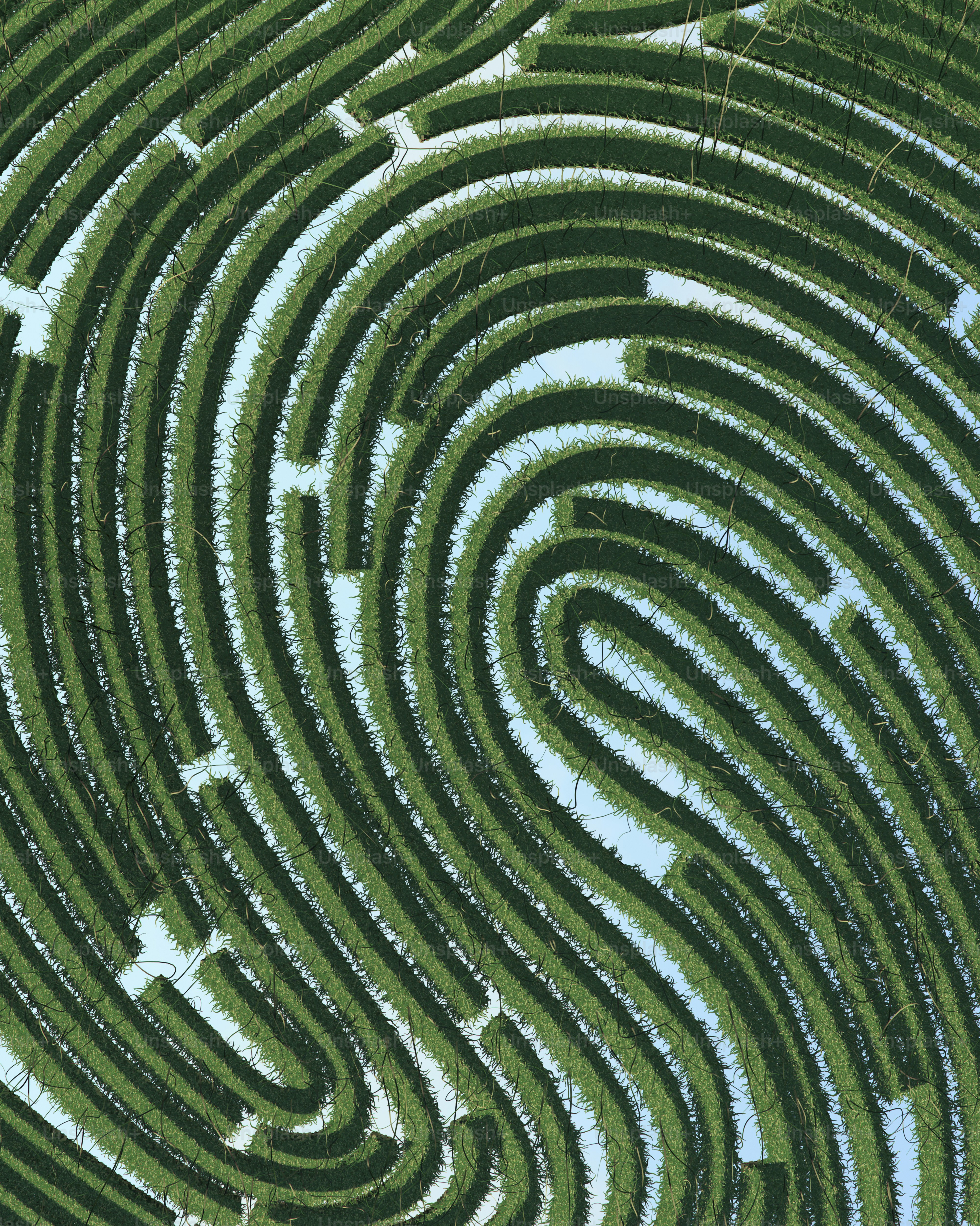 Aerial view of a green maze shaped like a fingerprint