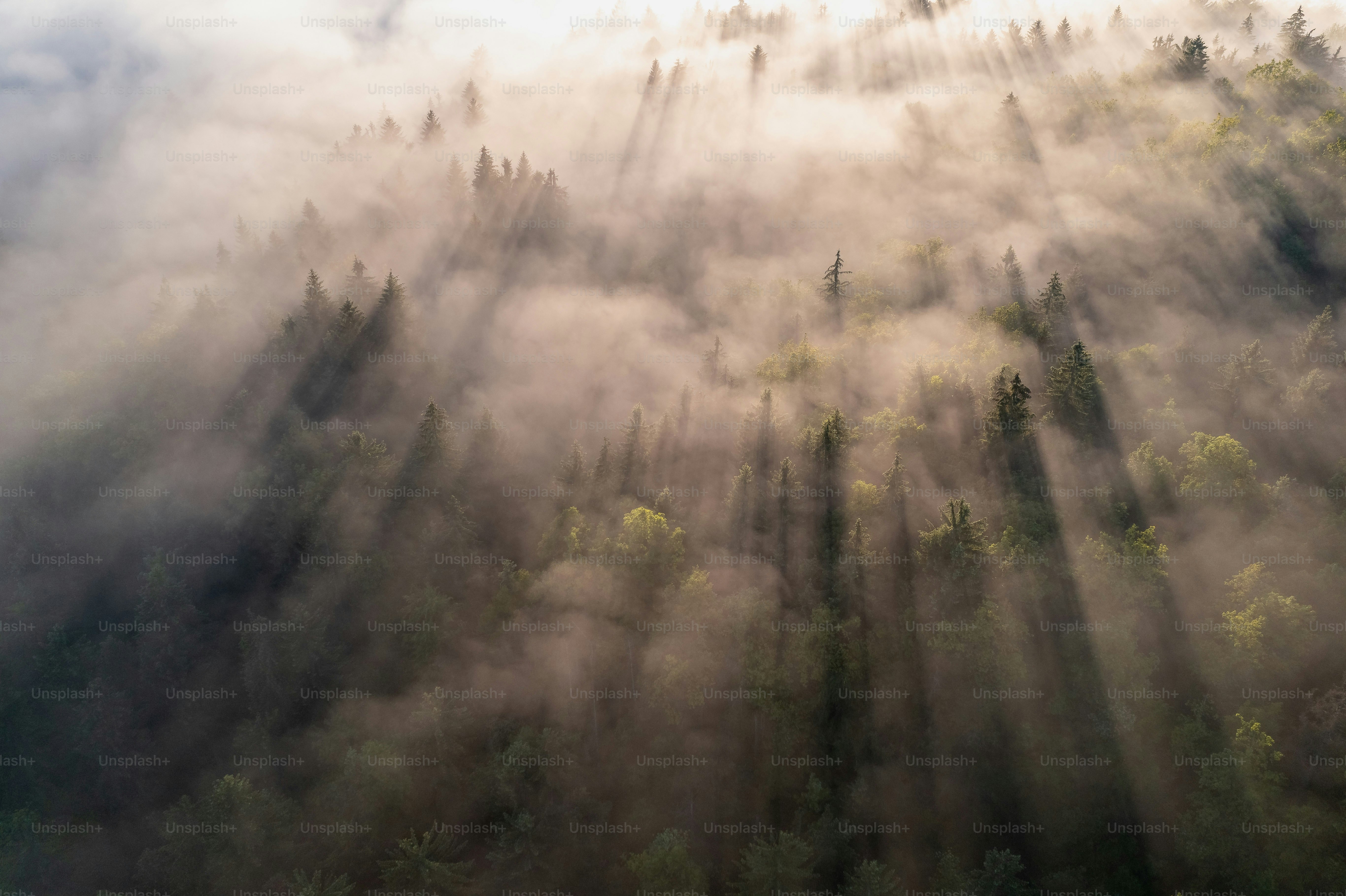 Sonnenstrahlen durchdringen das neblige Blätterdach des Waldes von oben.