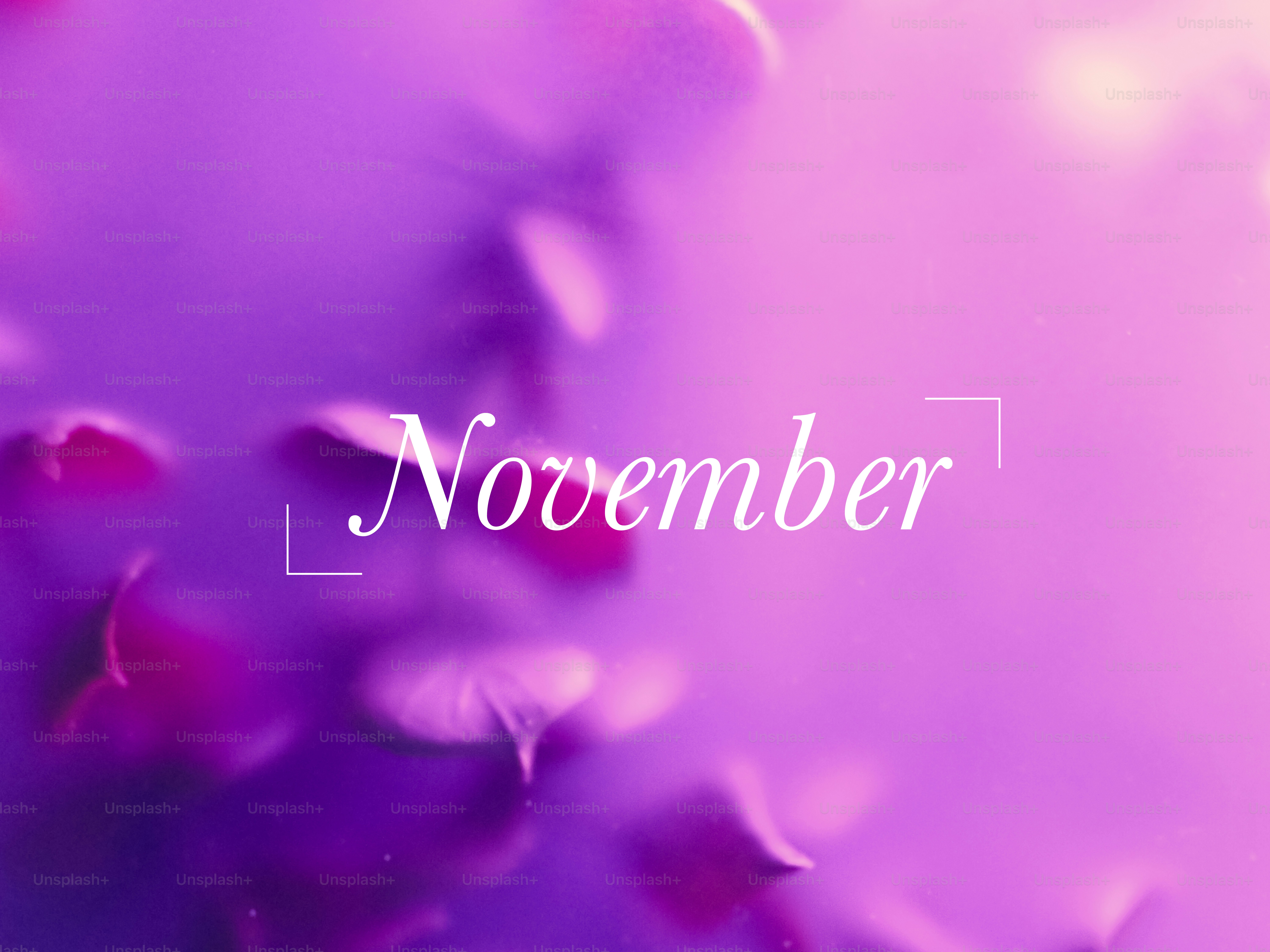 Purple petals floating in water with november text