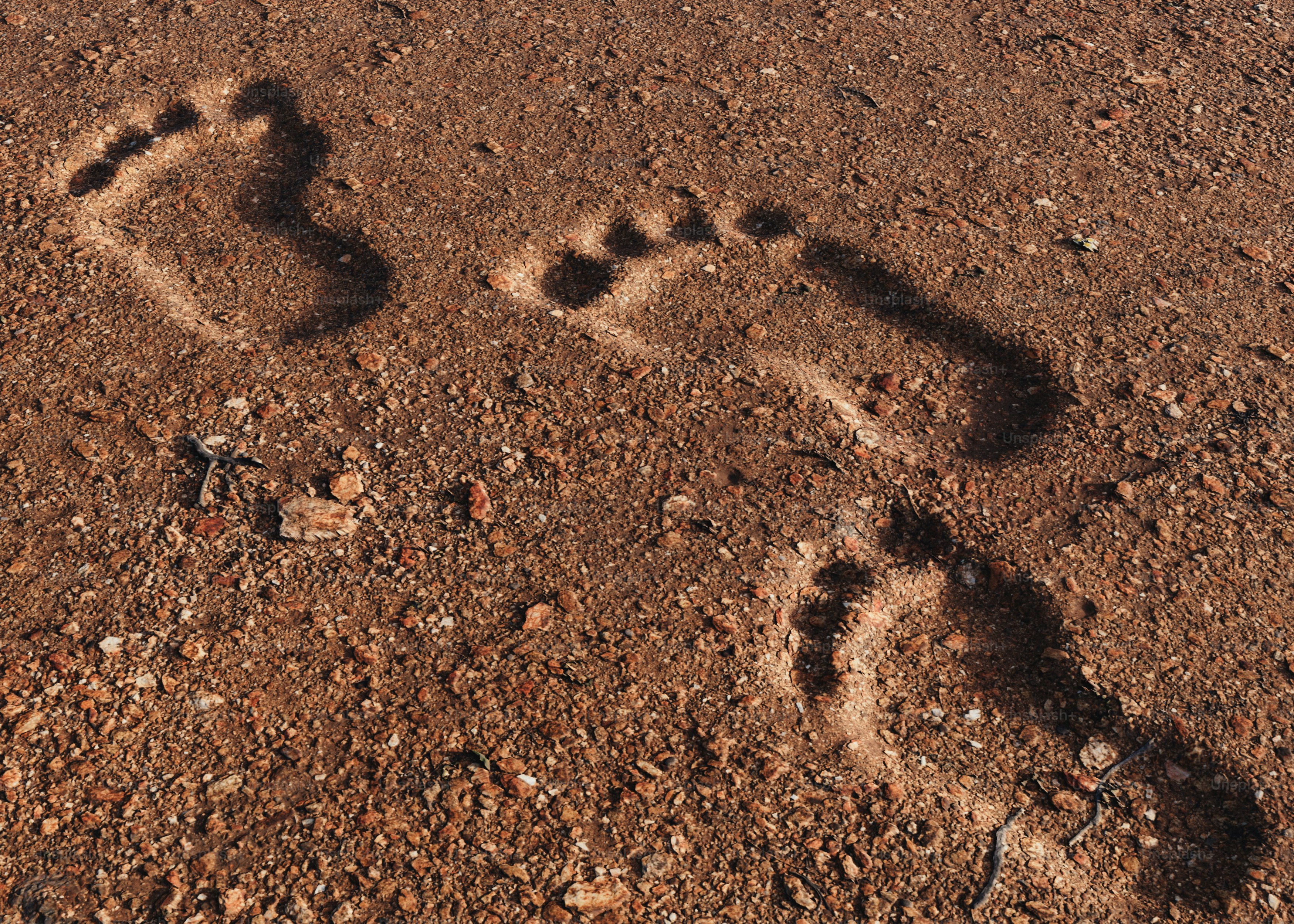 Huellas en la arena de la playa.