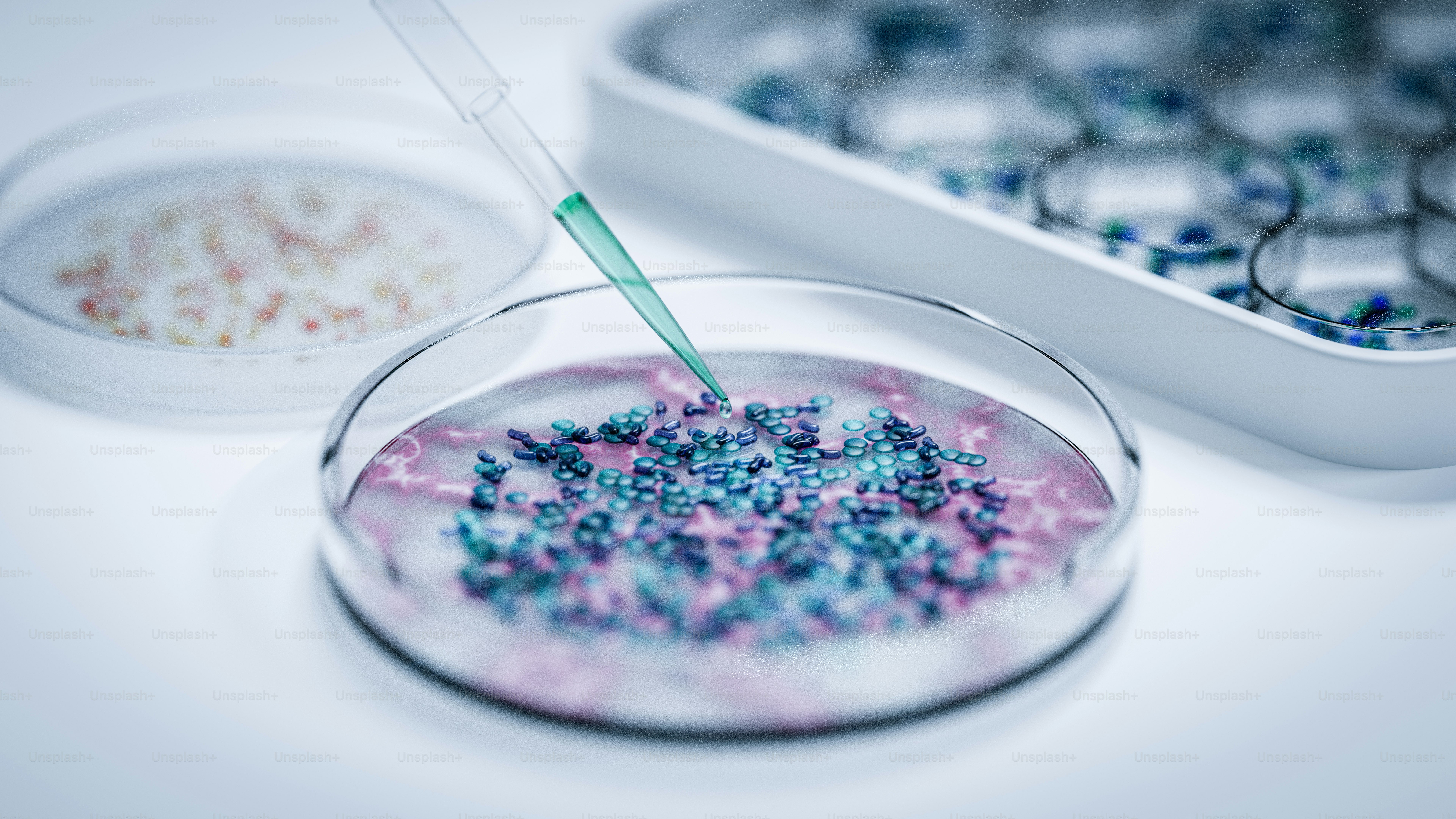 Pipette adding liquid to colorful petri dish cultures.