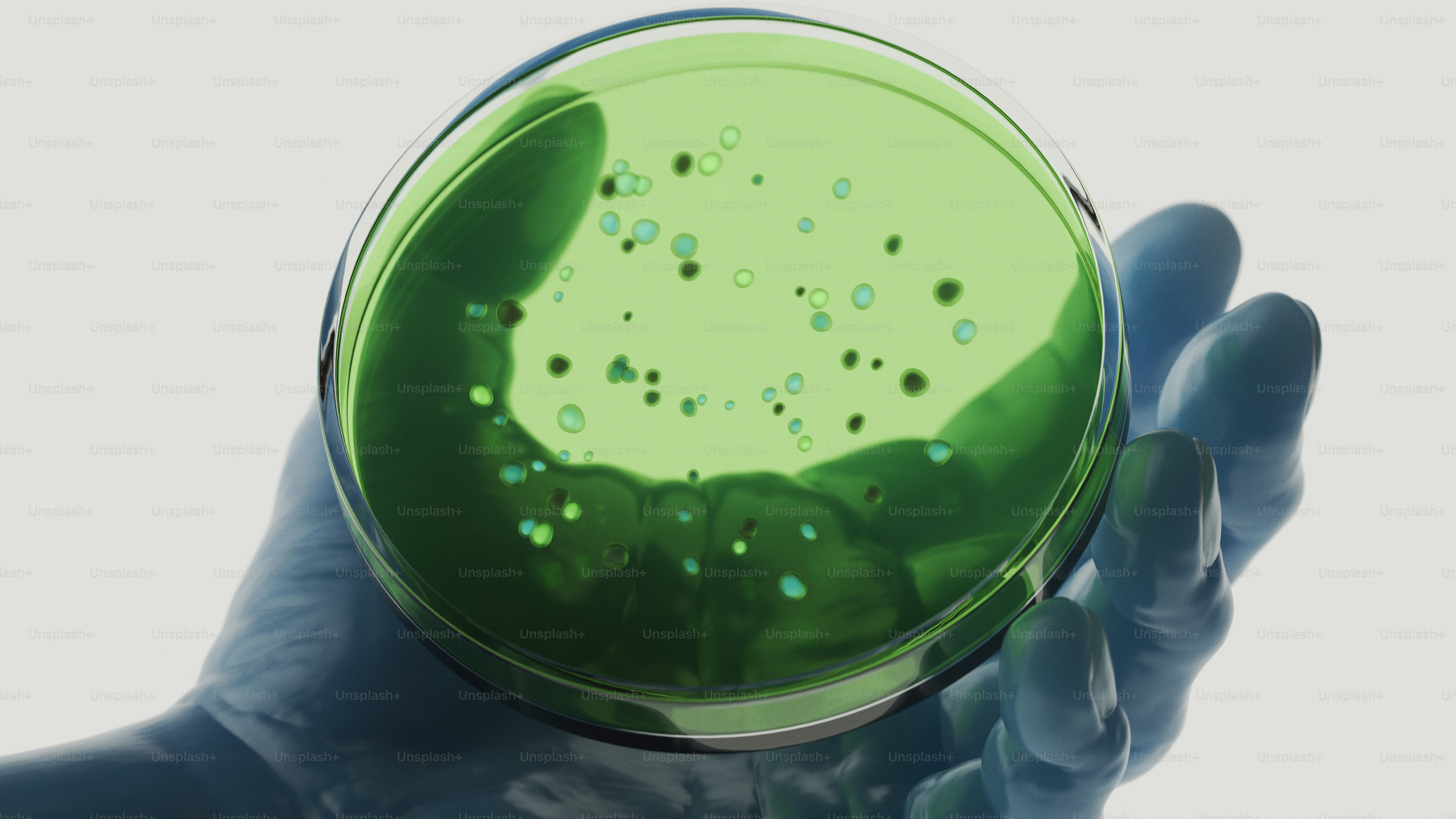 Petri dish with blue agar and green colonies photo – Science Image on ...