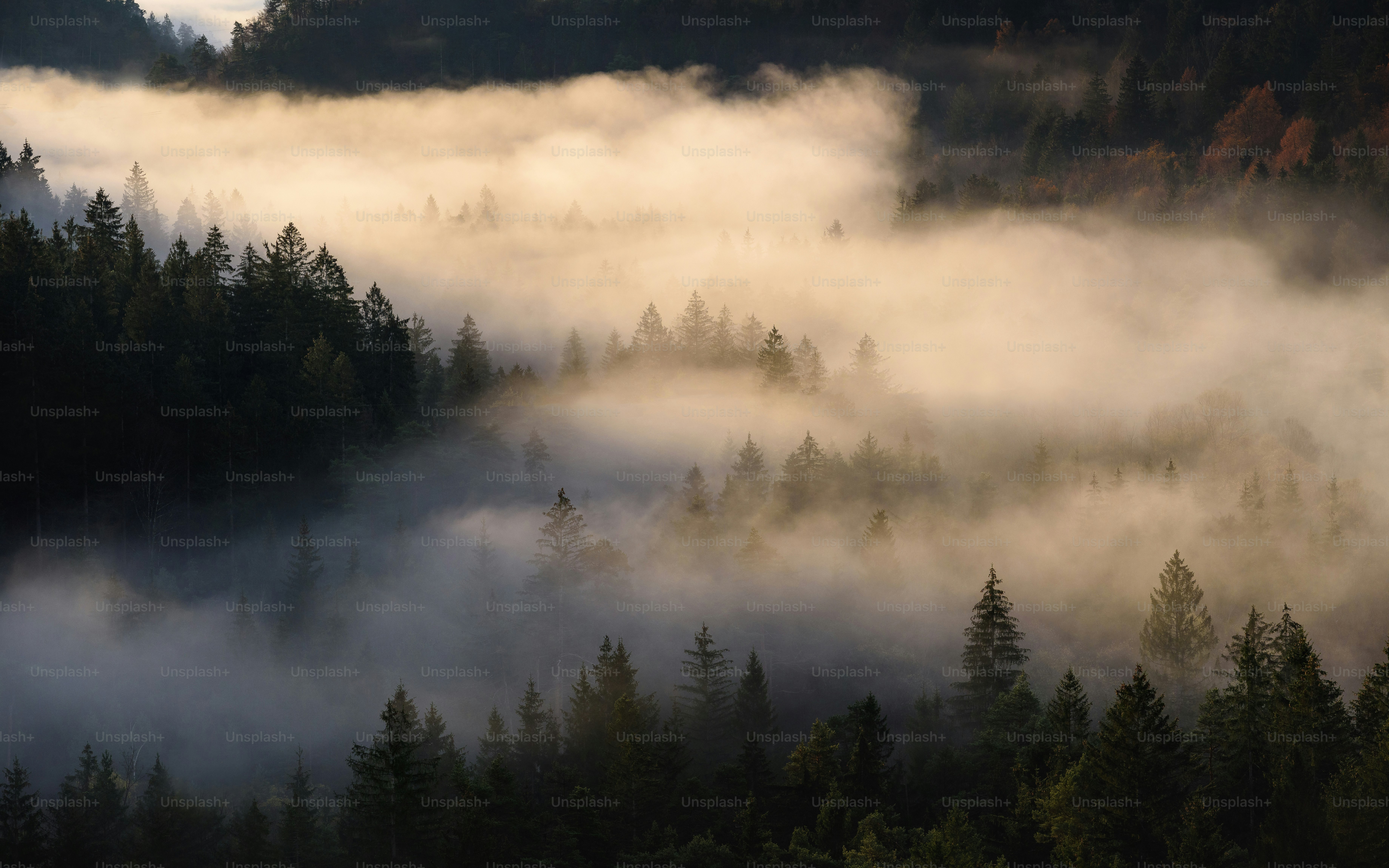 Nebliger Wald, in dem Sonnenlicht durch die Bäume fällt