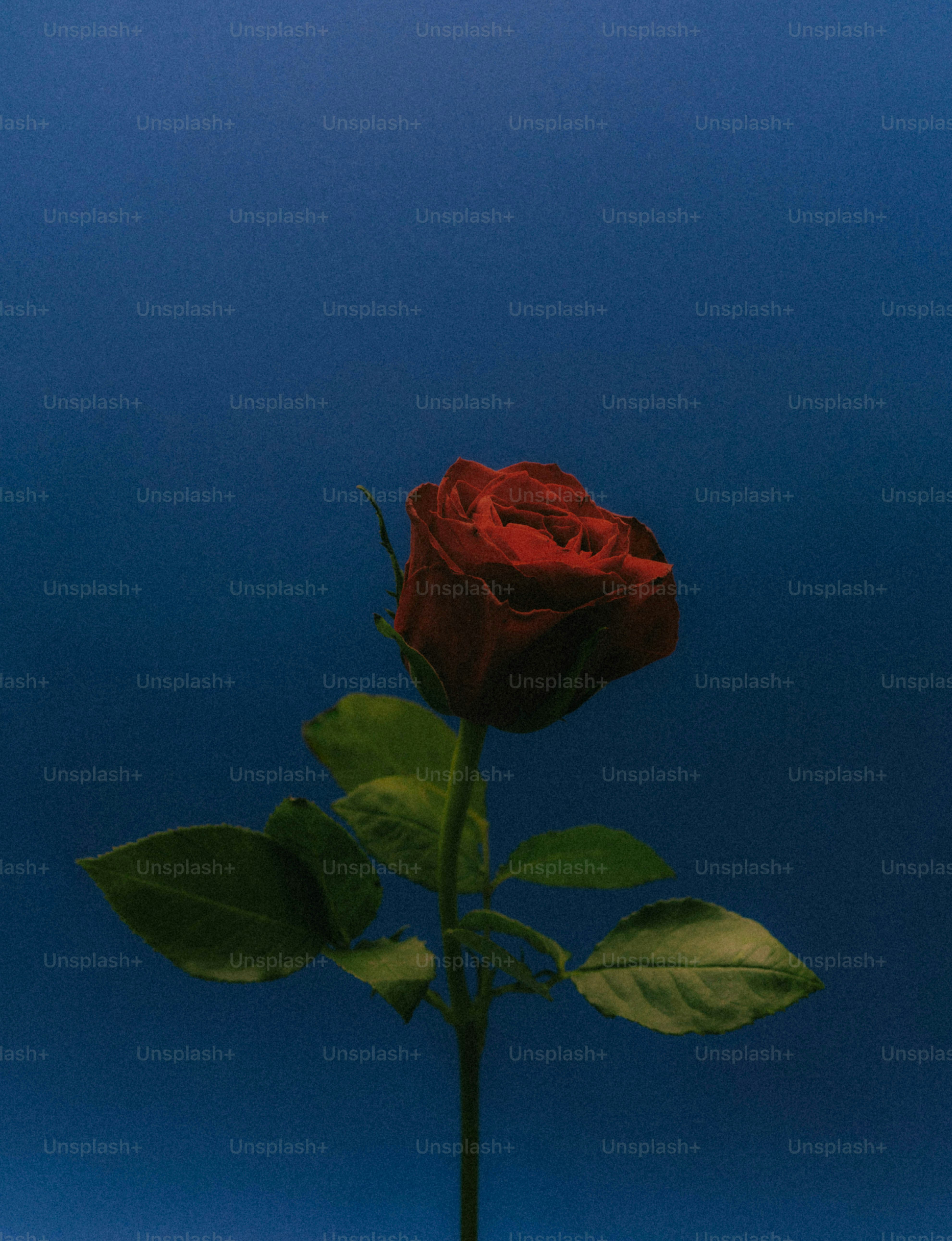 A single red rose against a blue background photo – Rose Image on Unsplash