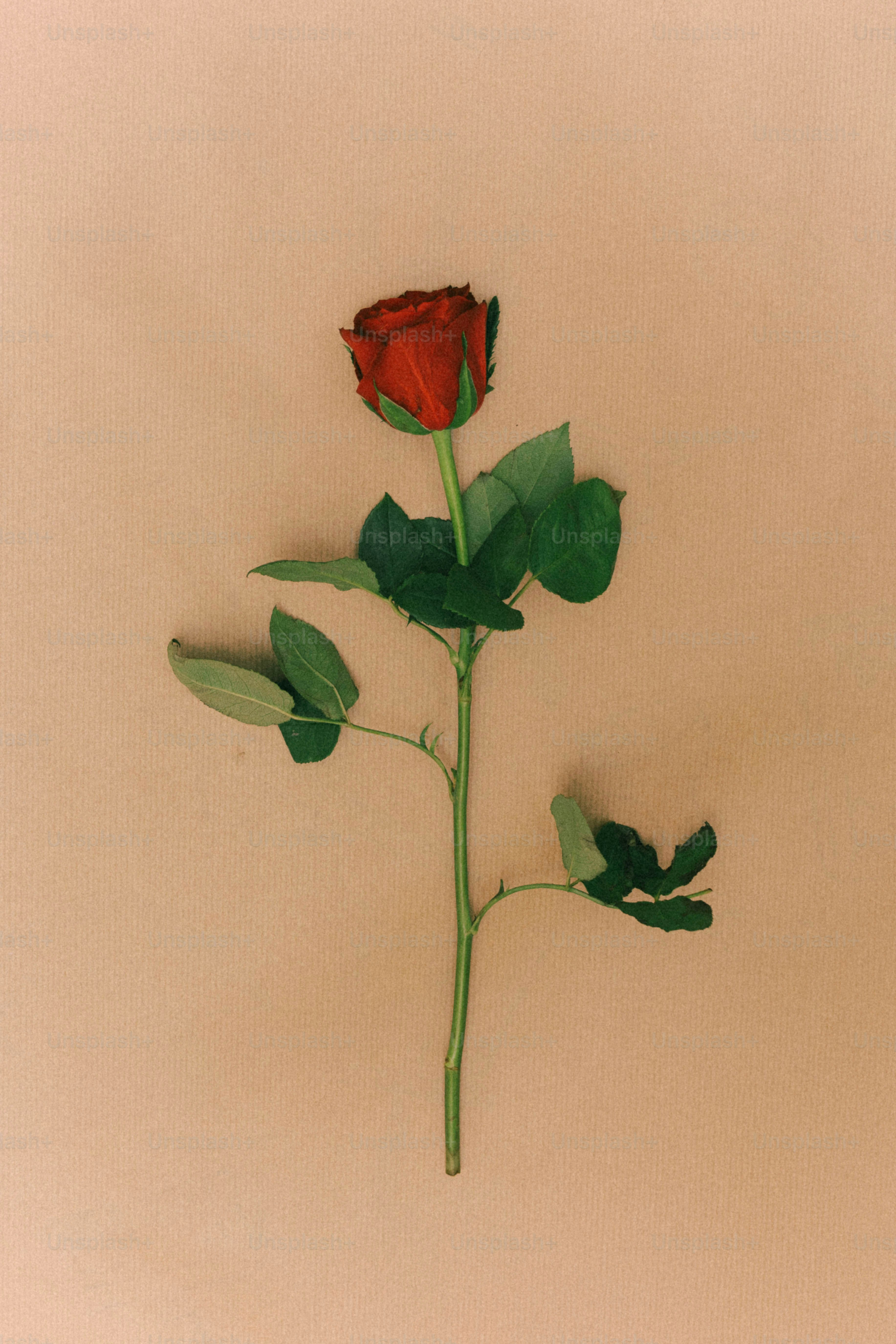 A single red rose against a blue background photo – Rose Image on Unsplash