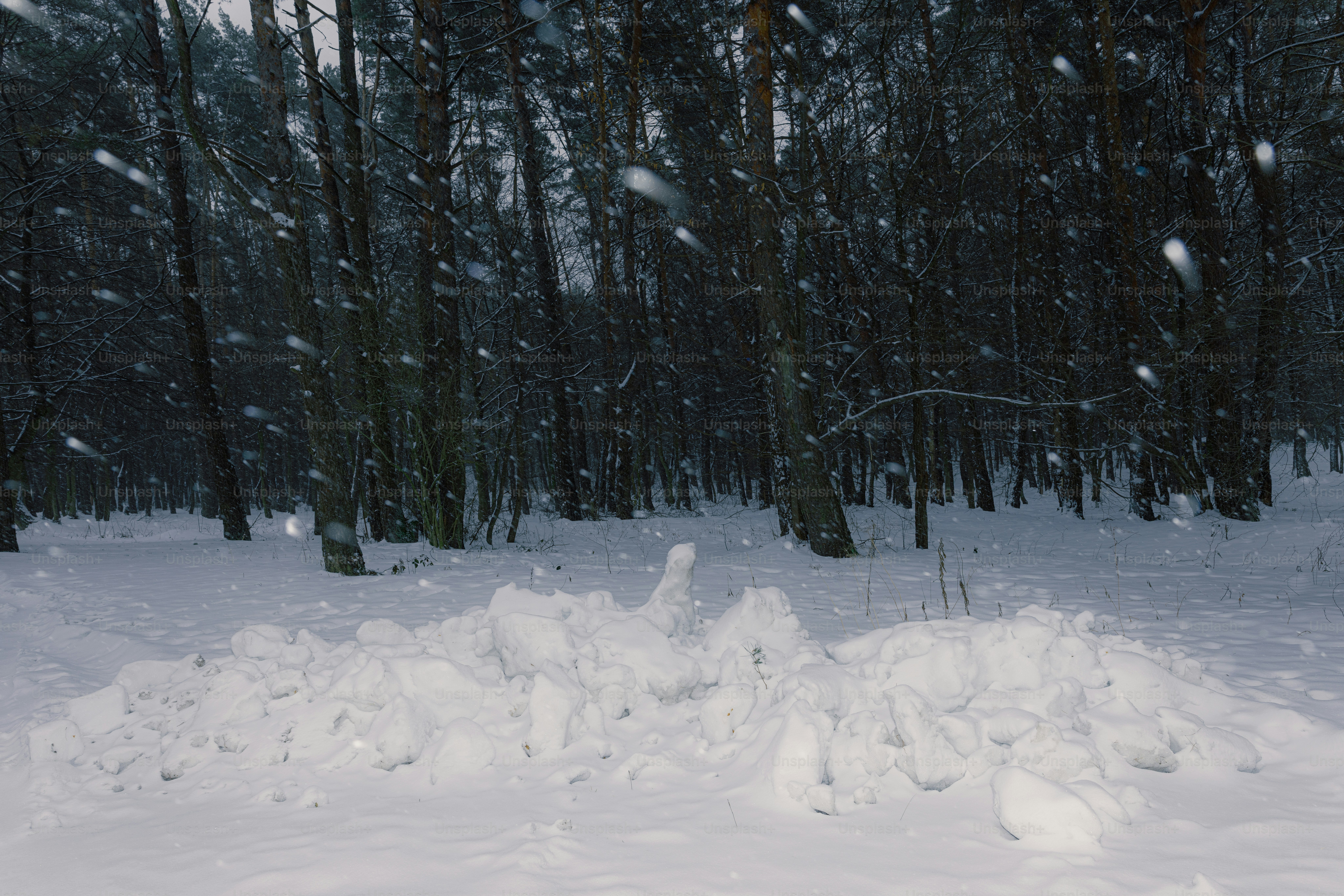 Schnee fällt in einem dunklen, winterlichen Wald