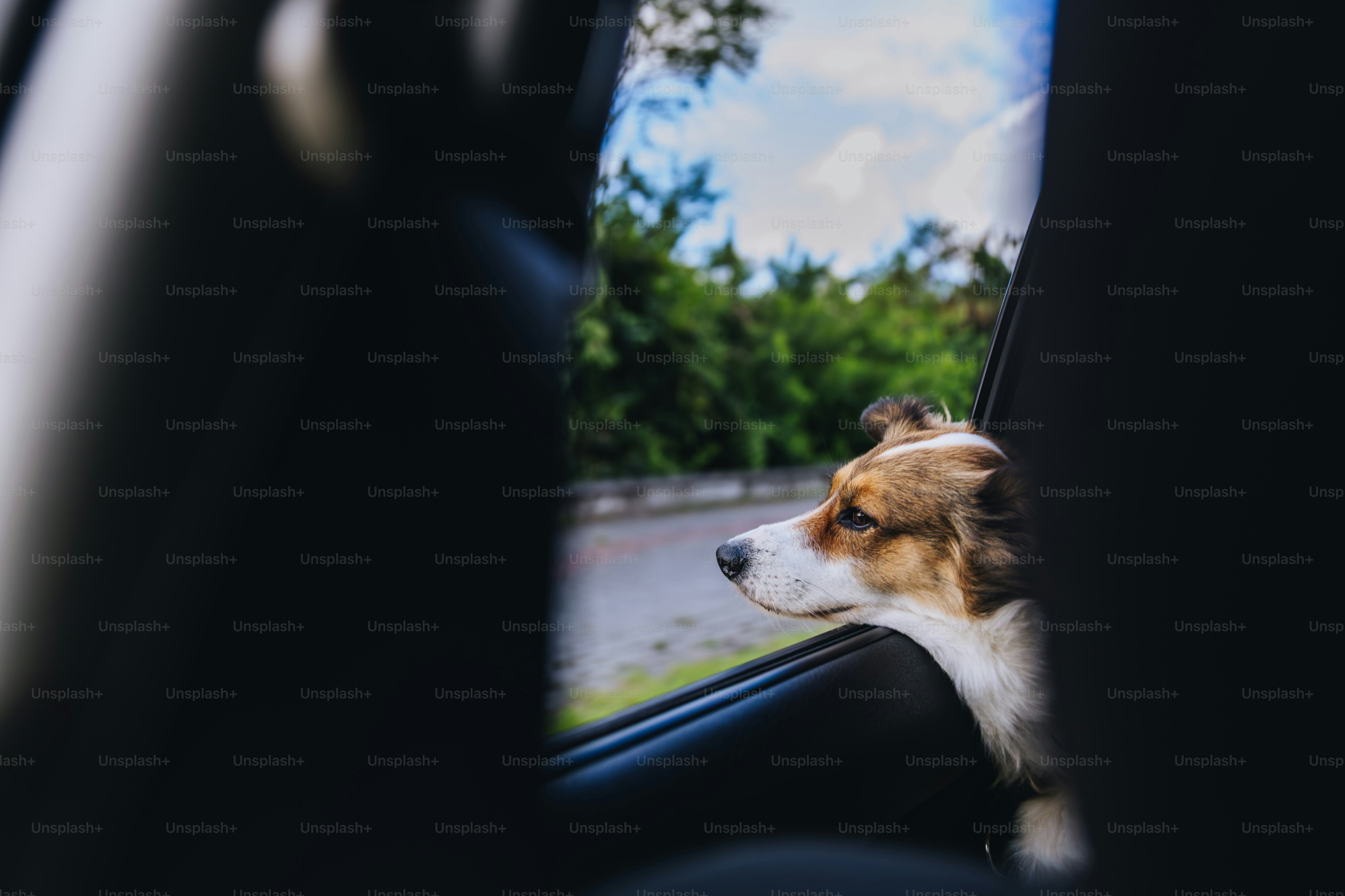 A dog looks out of a car window