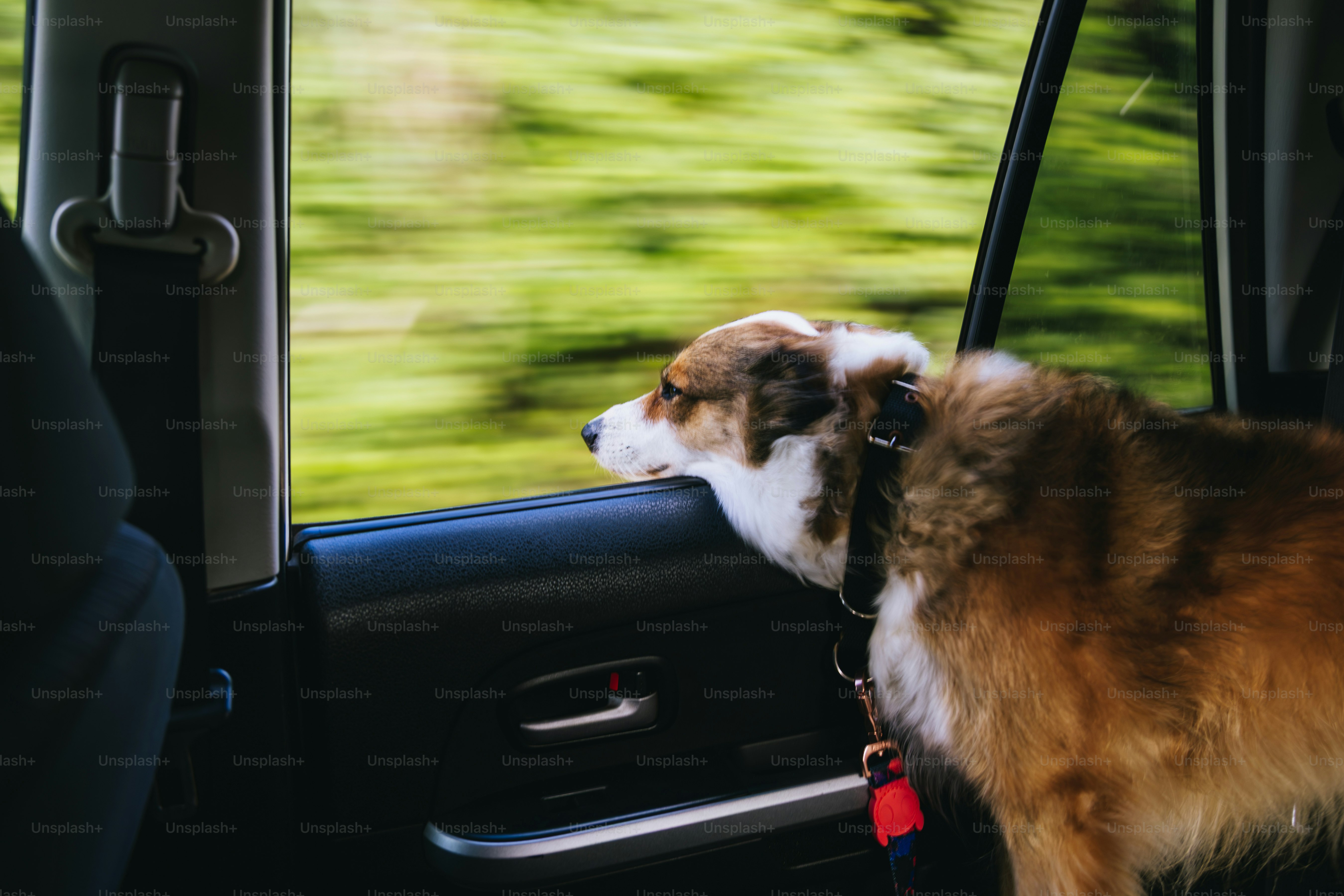 Dog looking out of a car window with blurred greenery