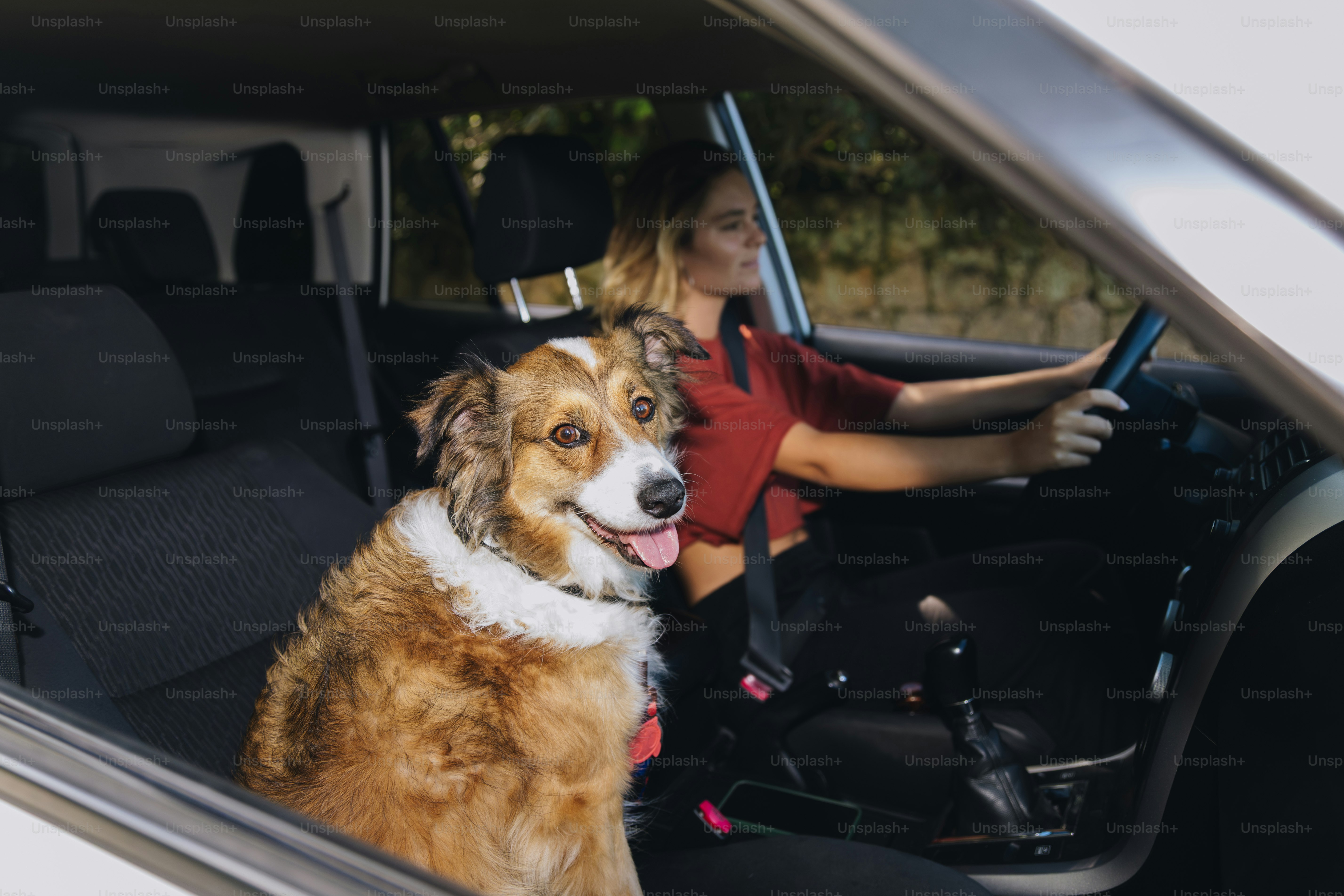 Woman driving car with dog in passenger seat