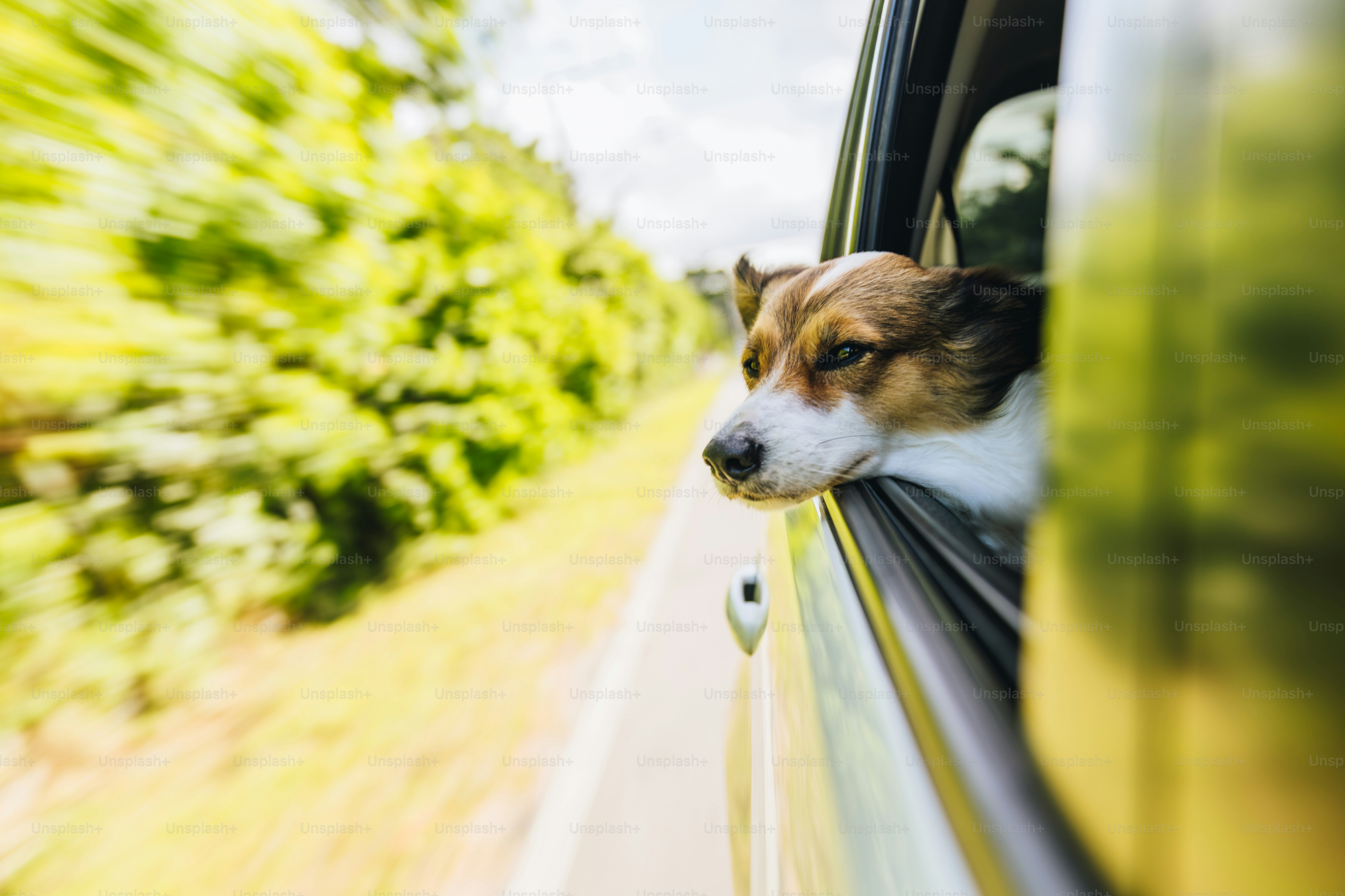 Dog looking out of a moving car window