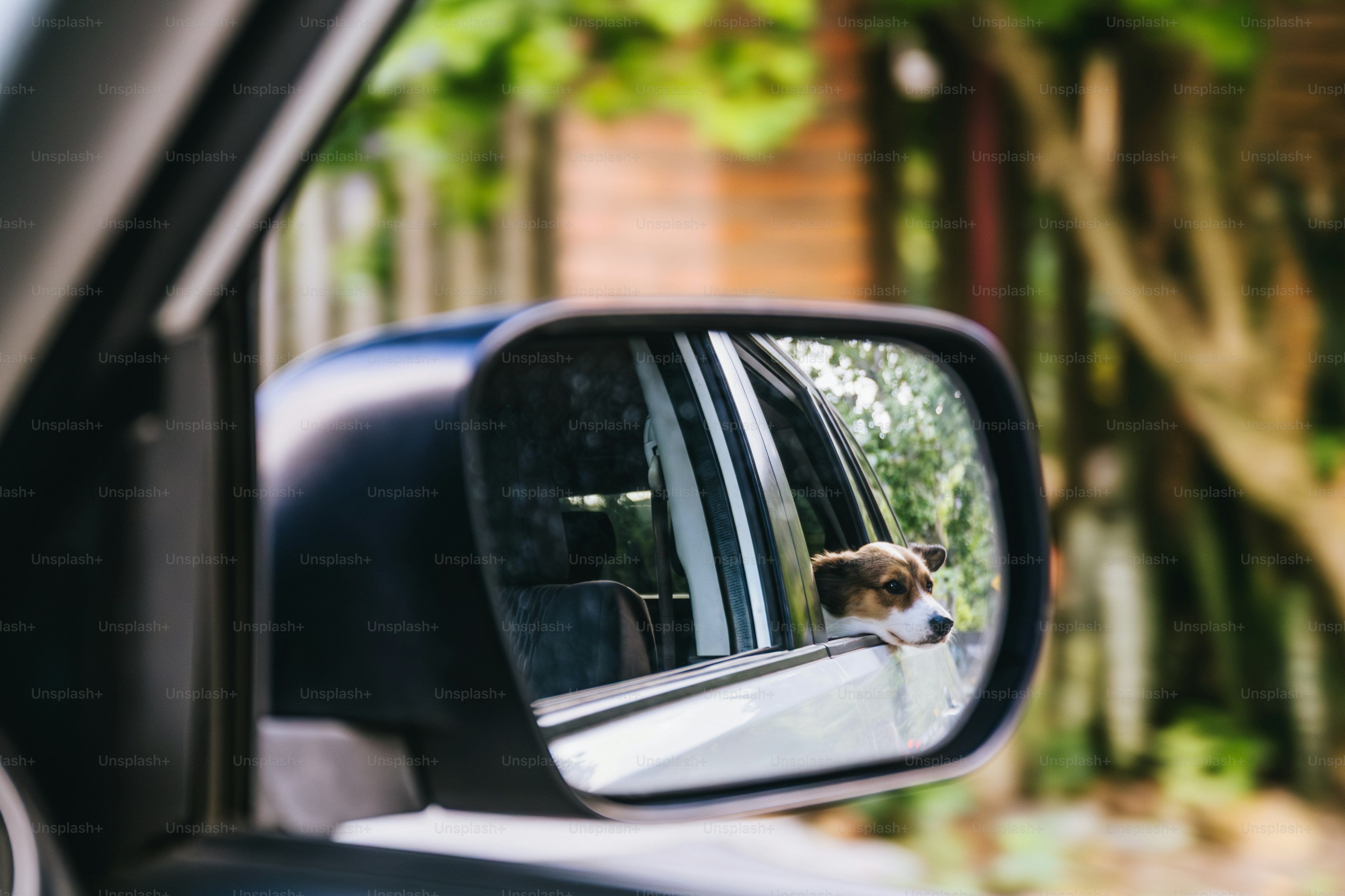 Dog looking out car window in side mirror