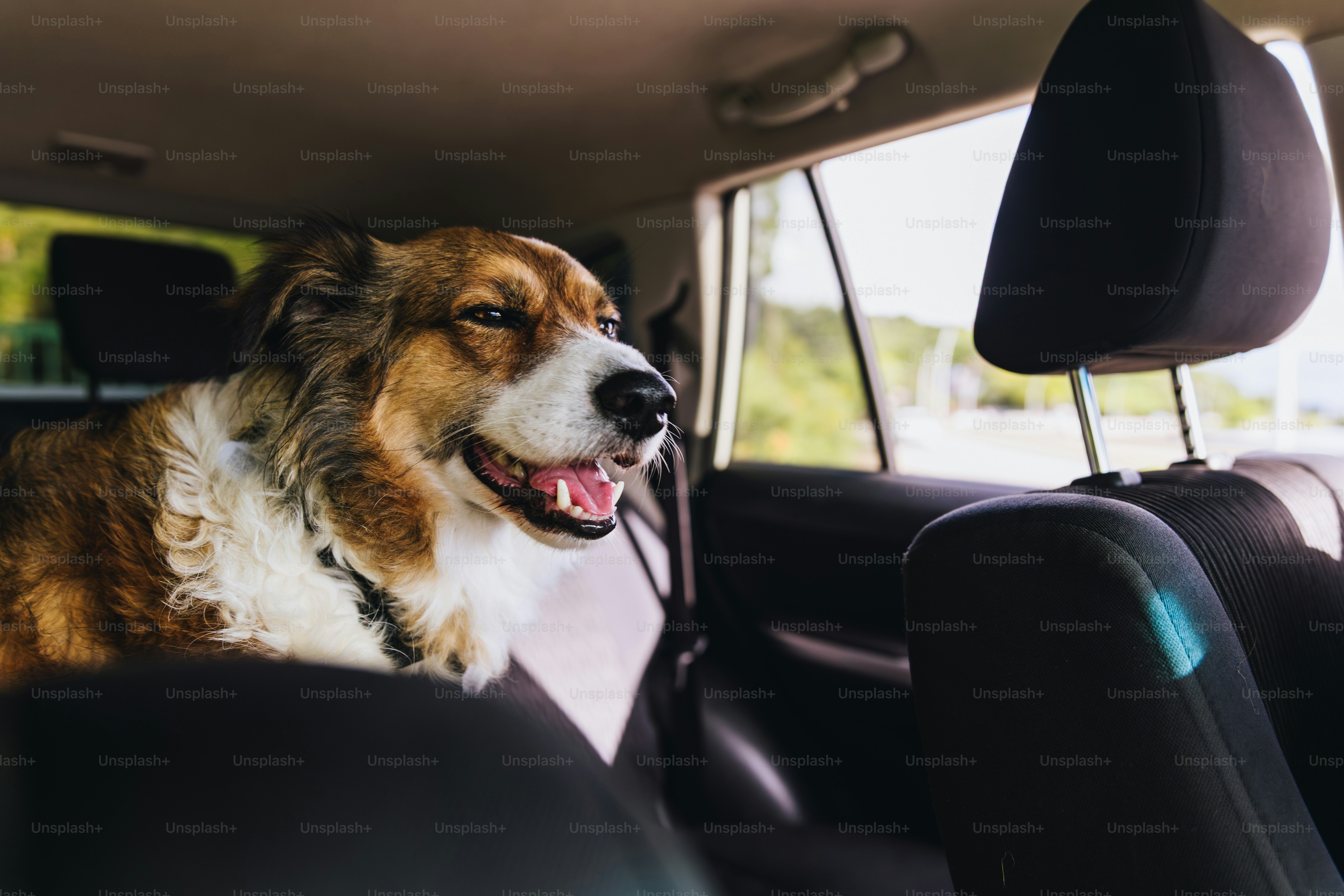 A happy dog looking out of a car window