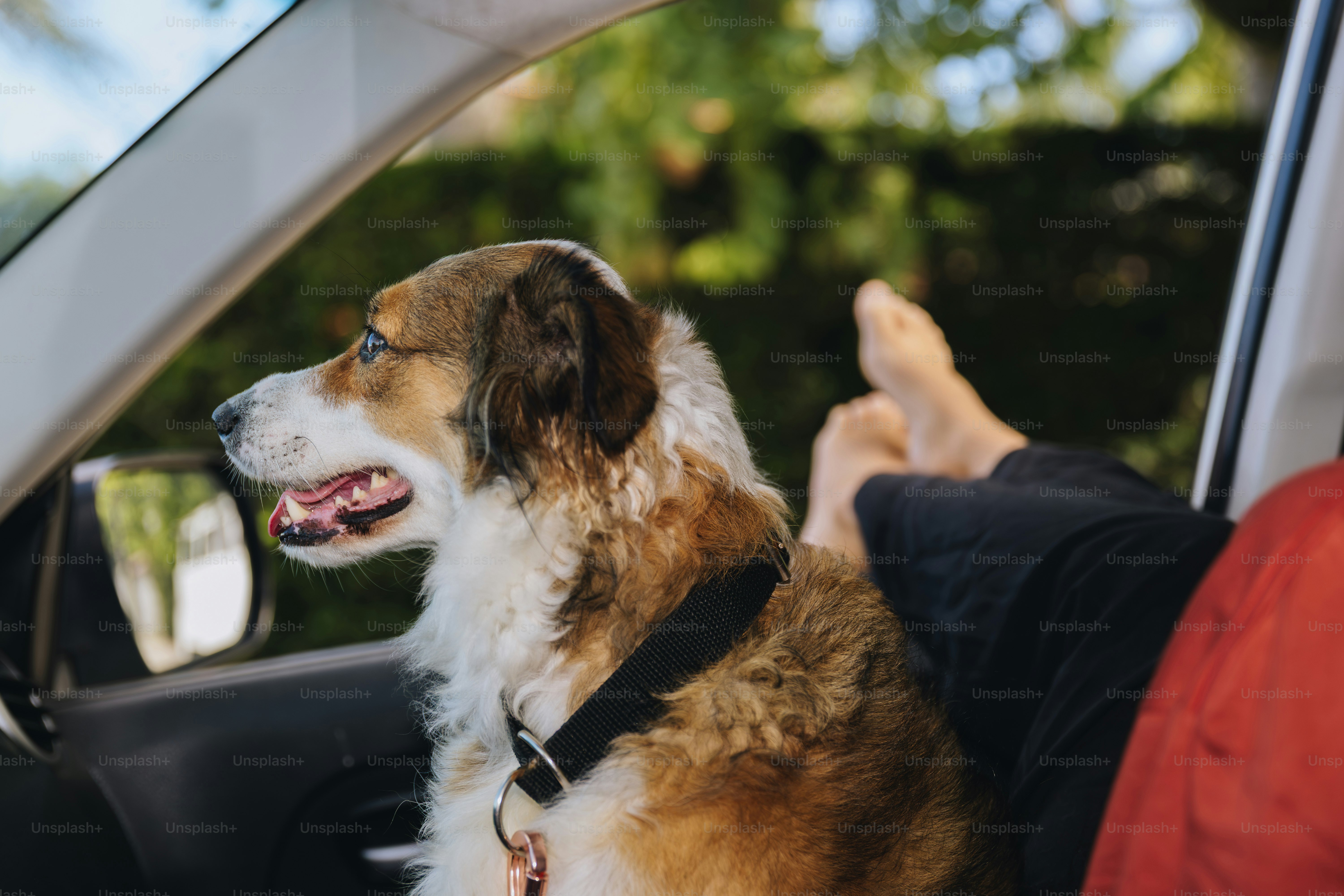 Dog looking out car window with person's legs visible