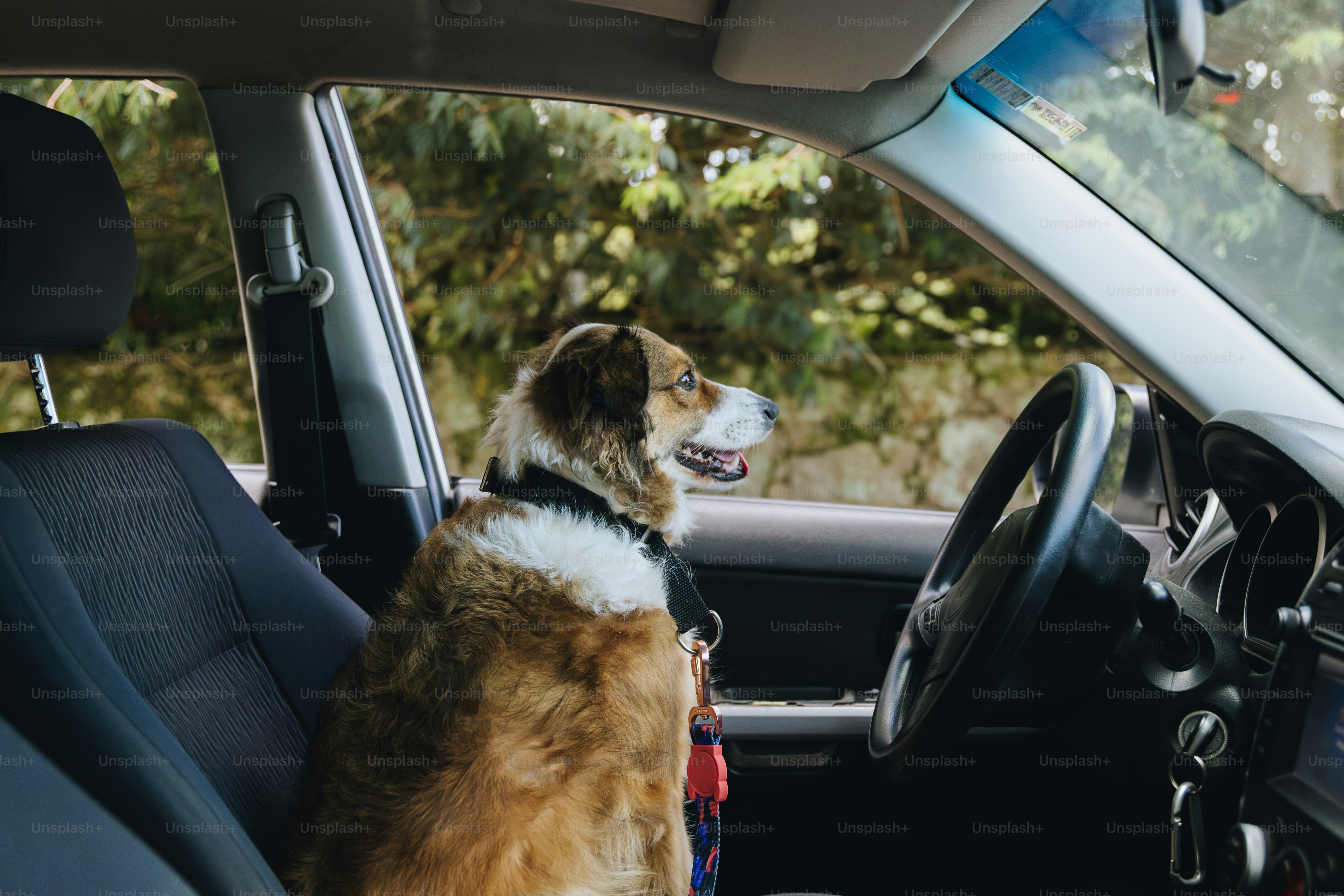 A dog sits in the driver's seat of a car