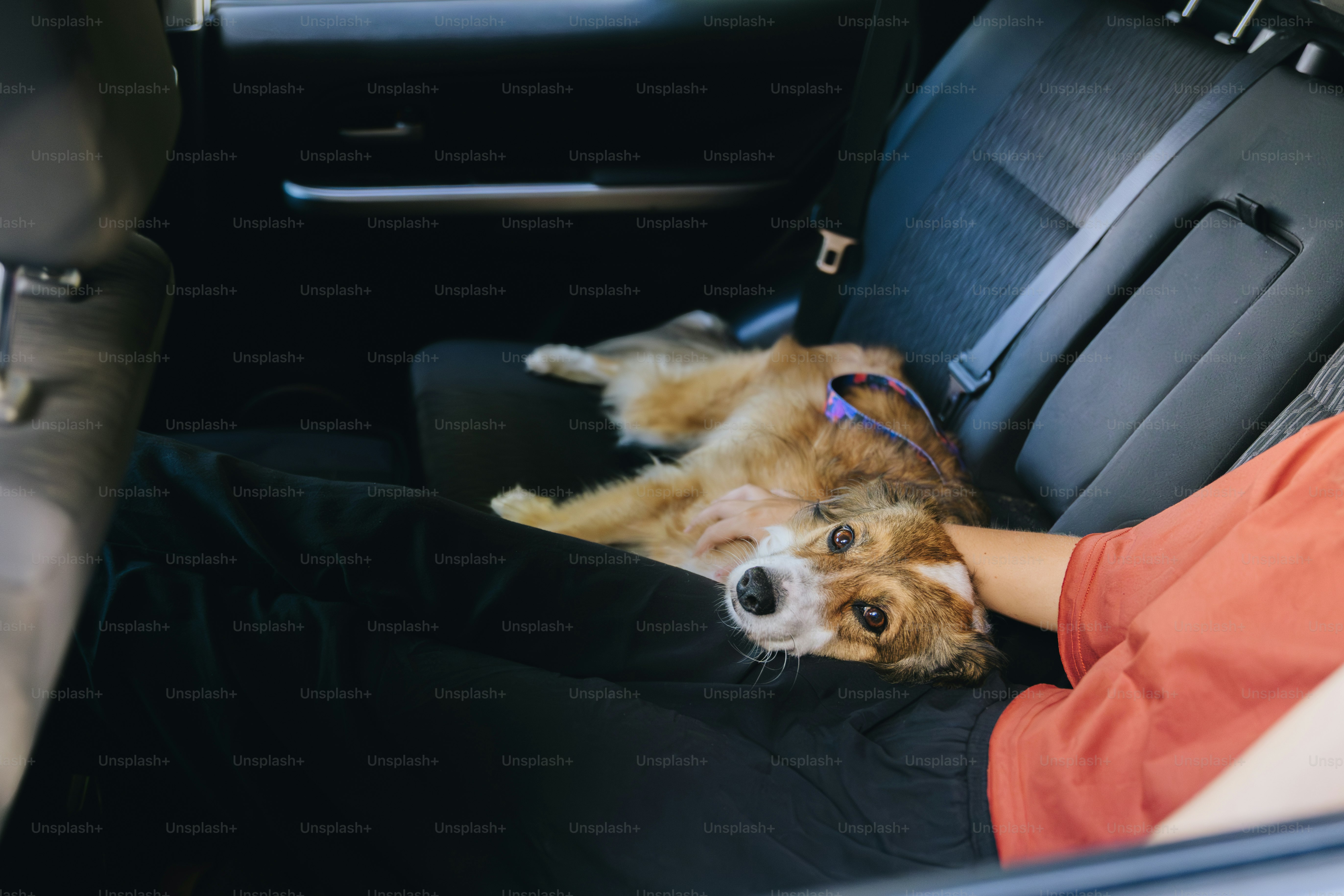 A dog rests on a person's lap in a car