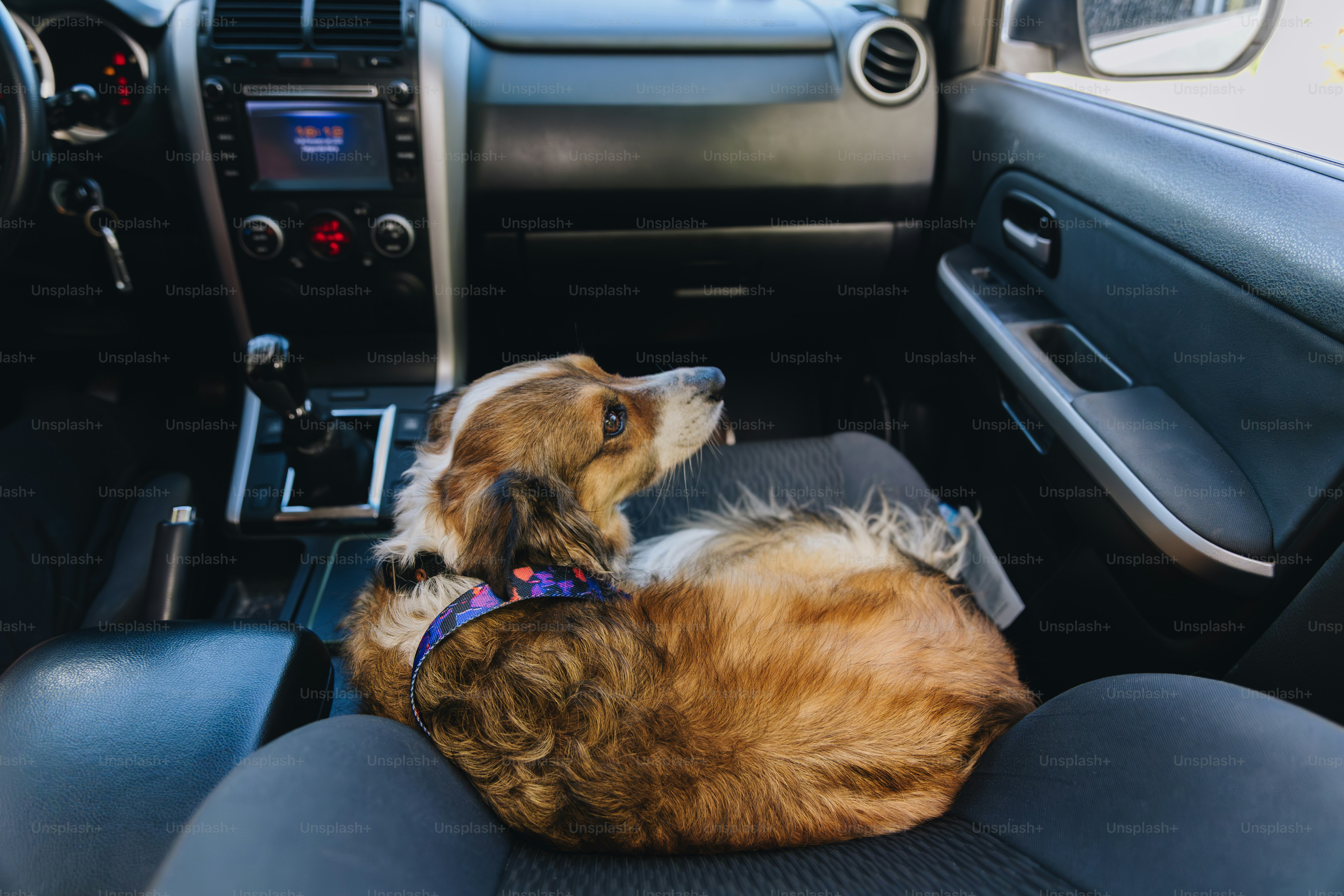 A small dog curled up on a car seat.