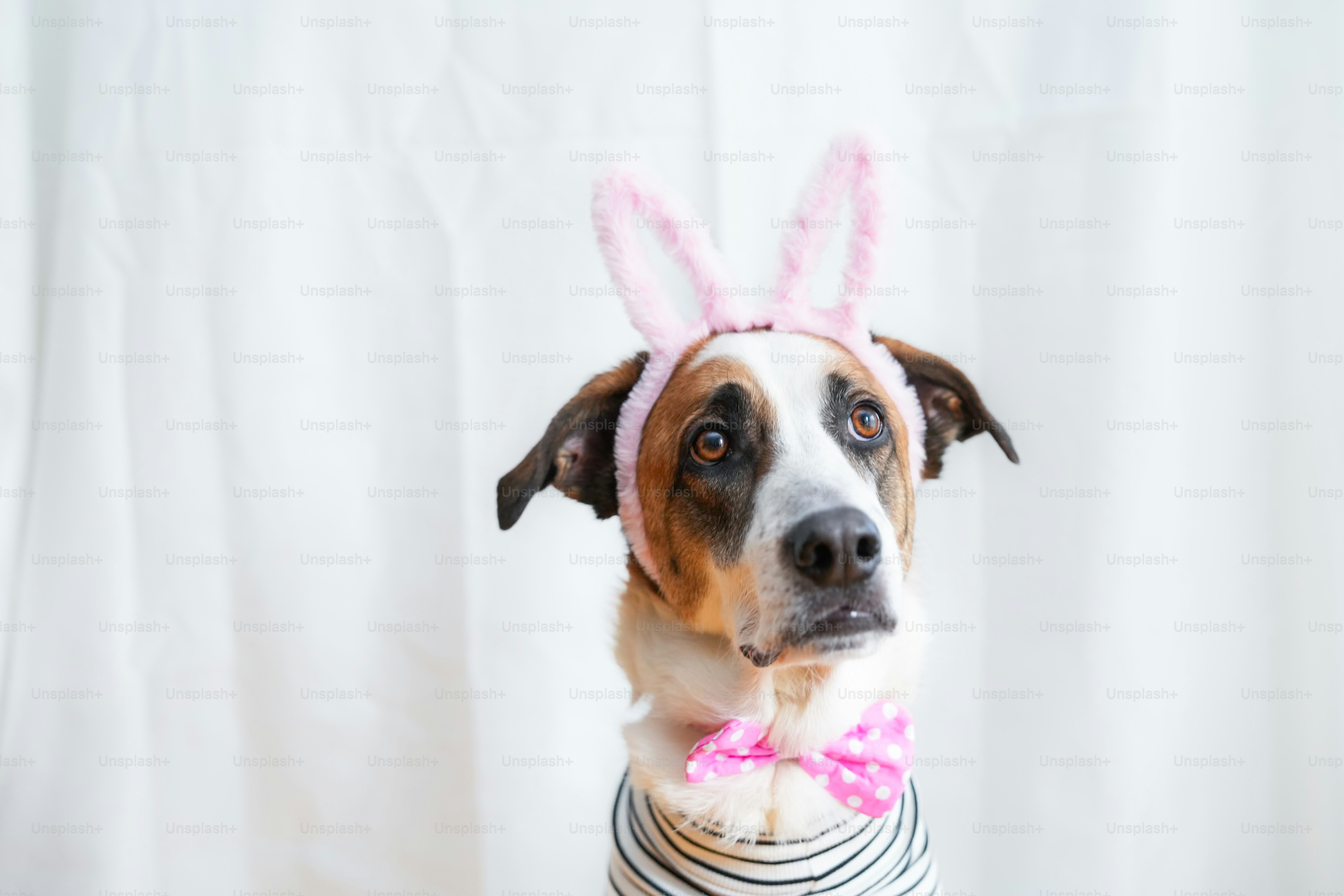 A dog wearing bunny ears and a striped shirt photo – Dog Image on Unsplash