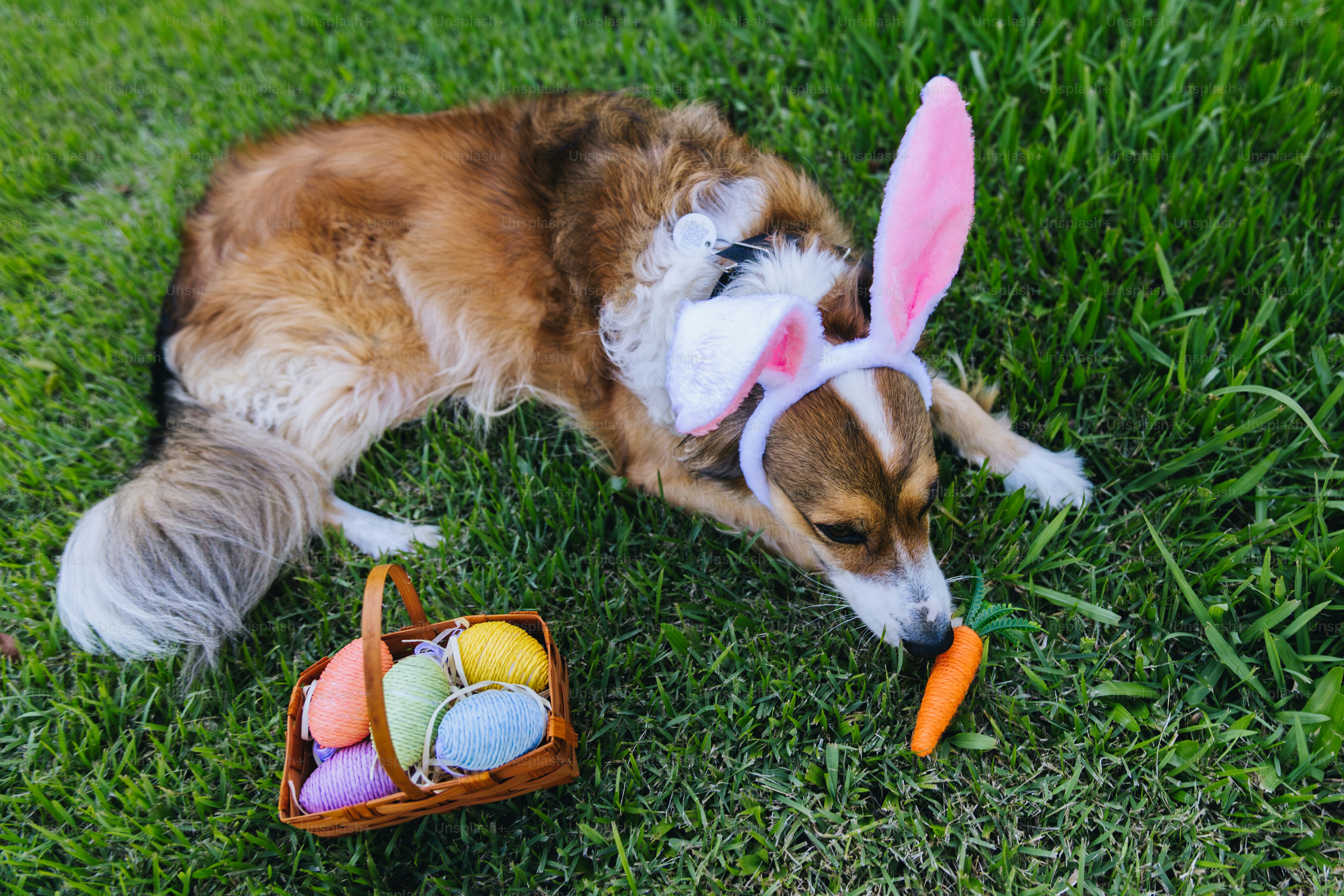 Dog wearing bunny ears eats carrot next to easter basket