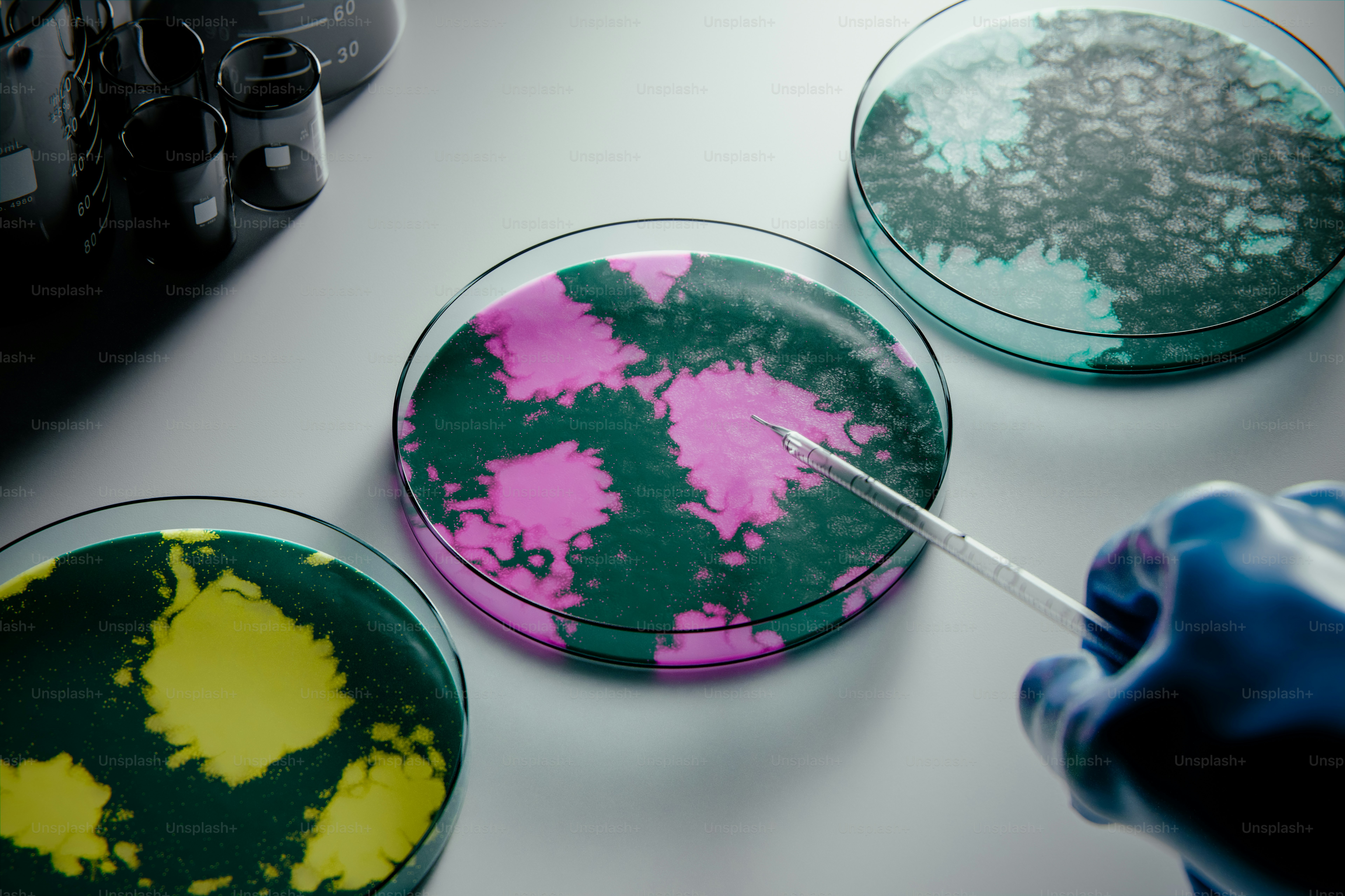 Petri dishes with colorful bacterial cultures in a lab.