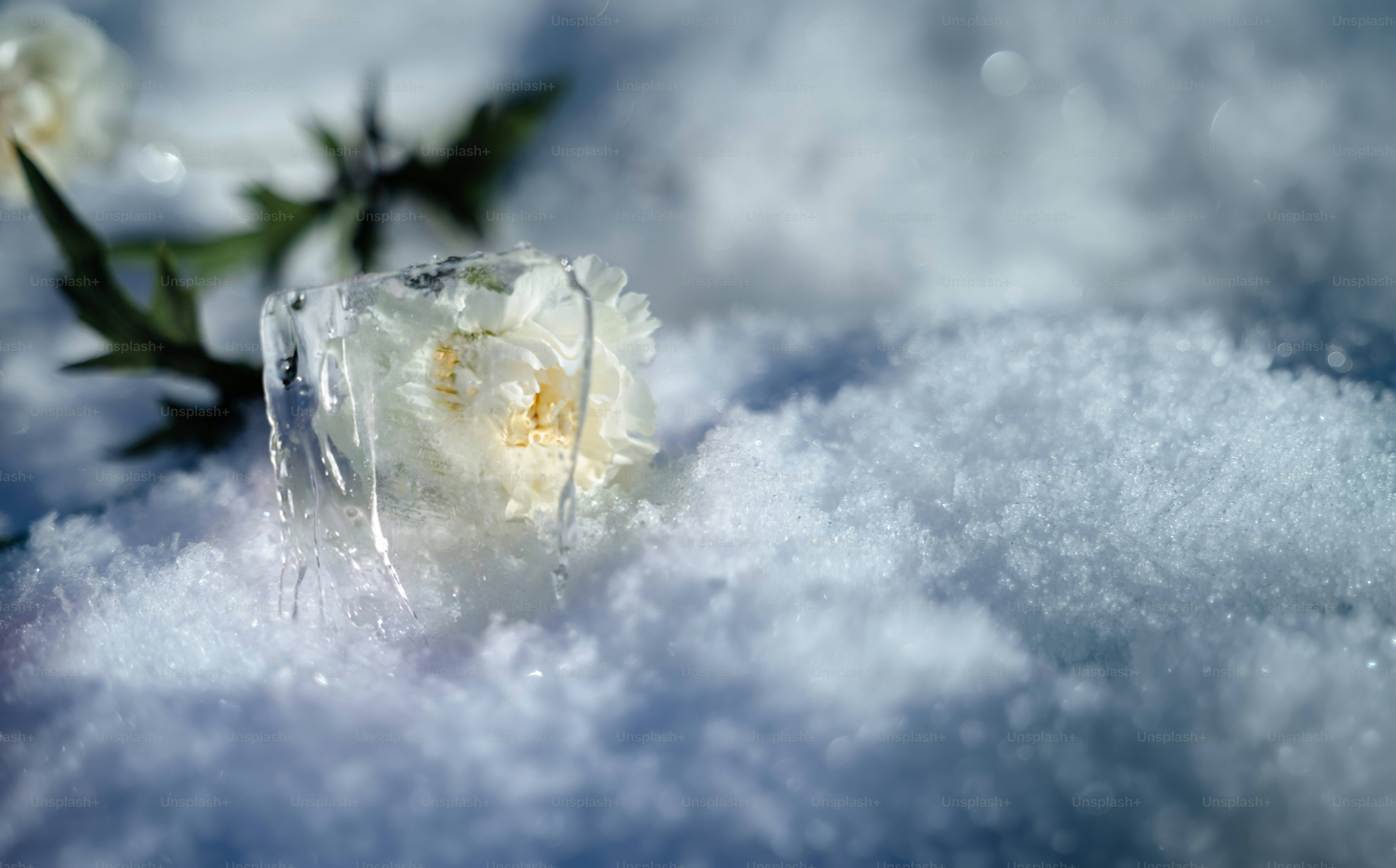雪の上に氷に包まれた繊細な白い花。