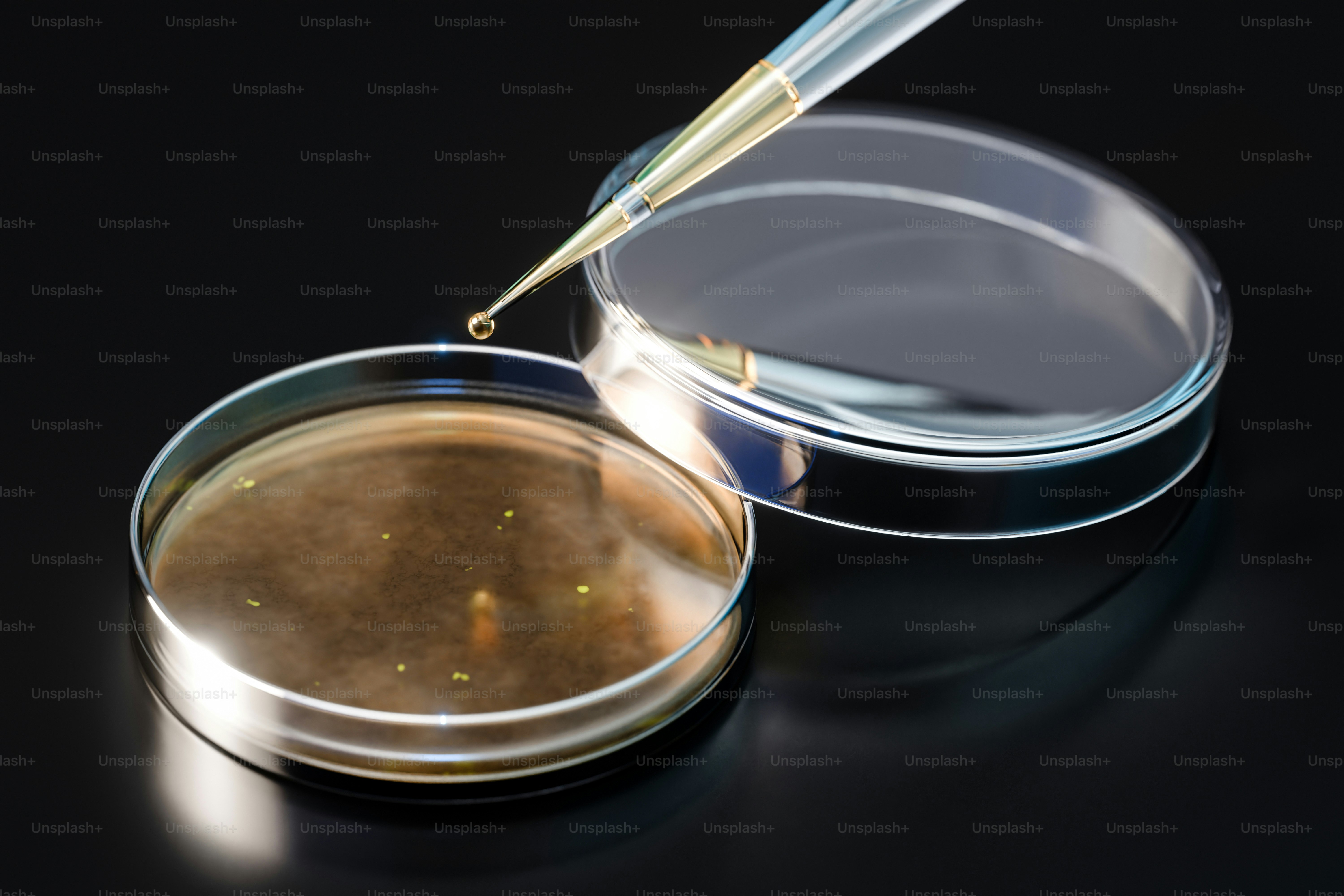 Pipette qui ajoute du liquide dans une boîte de Petri avec des échantillons.