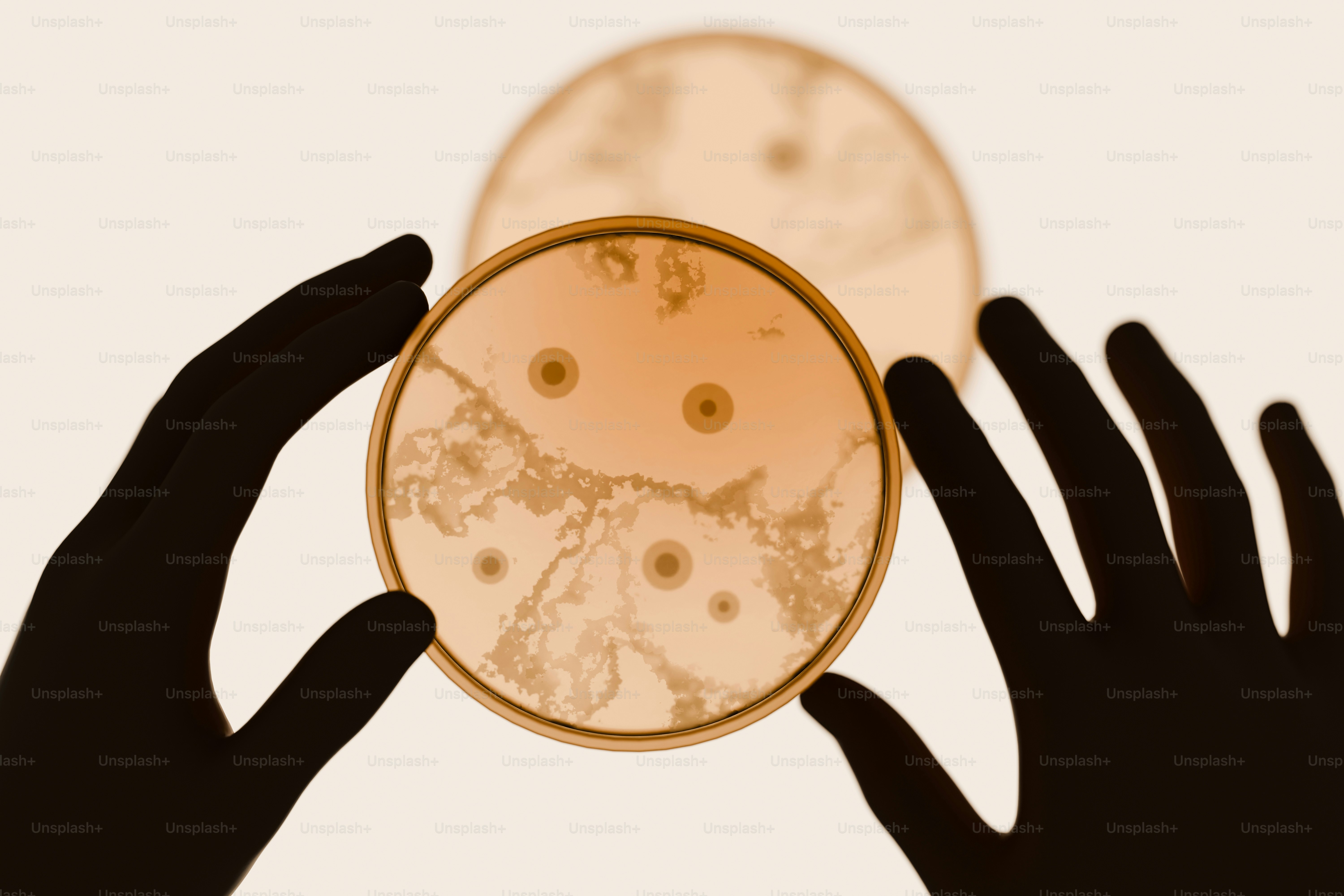 Mains tenant des boîtes de Pétri avec croissance microbienne