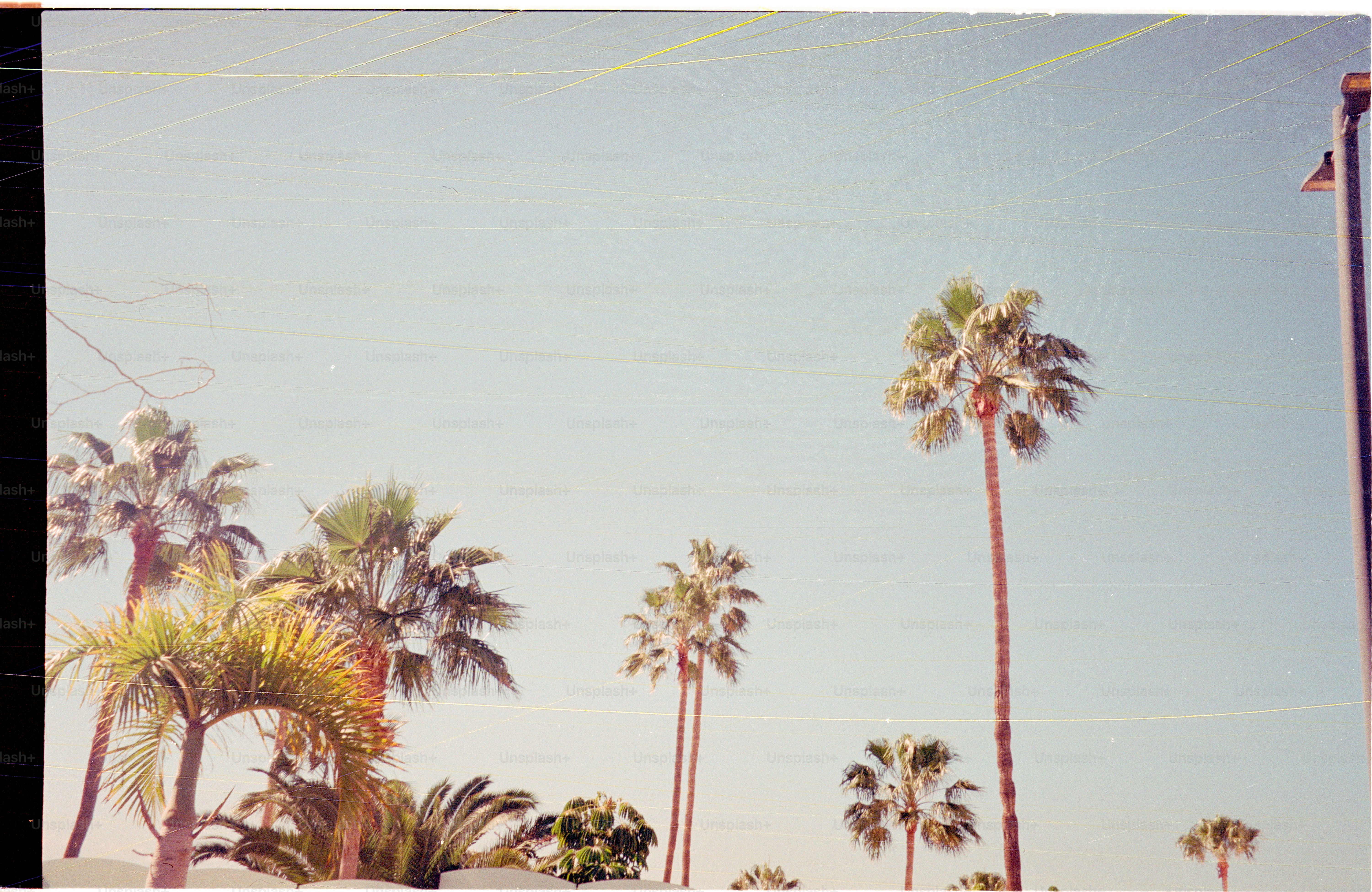 Palmen vor einem klaren blauen Himmel.