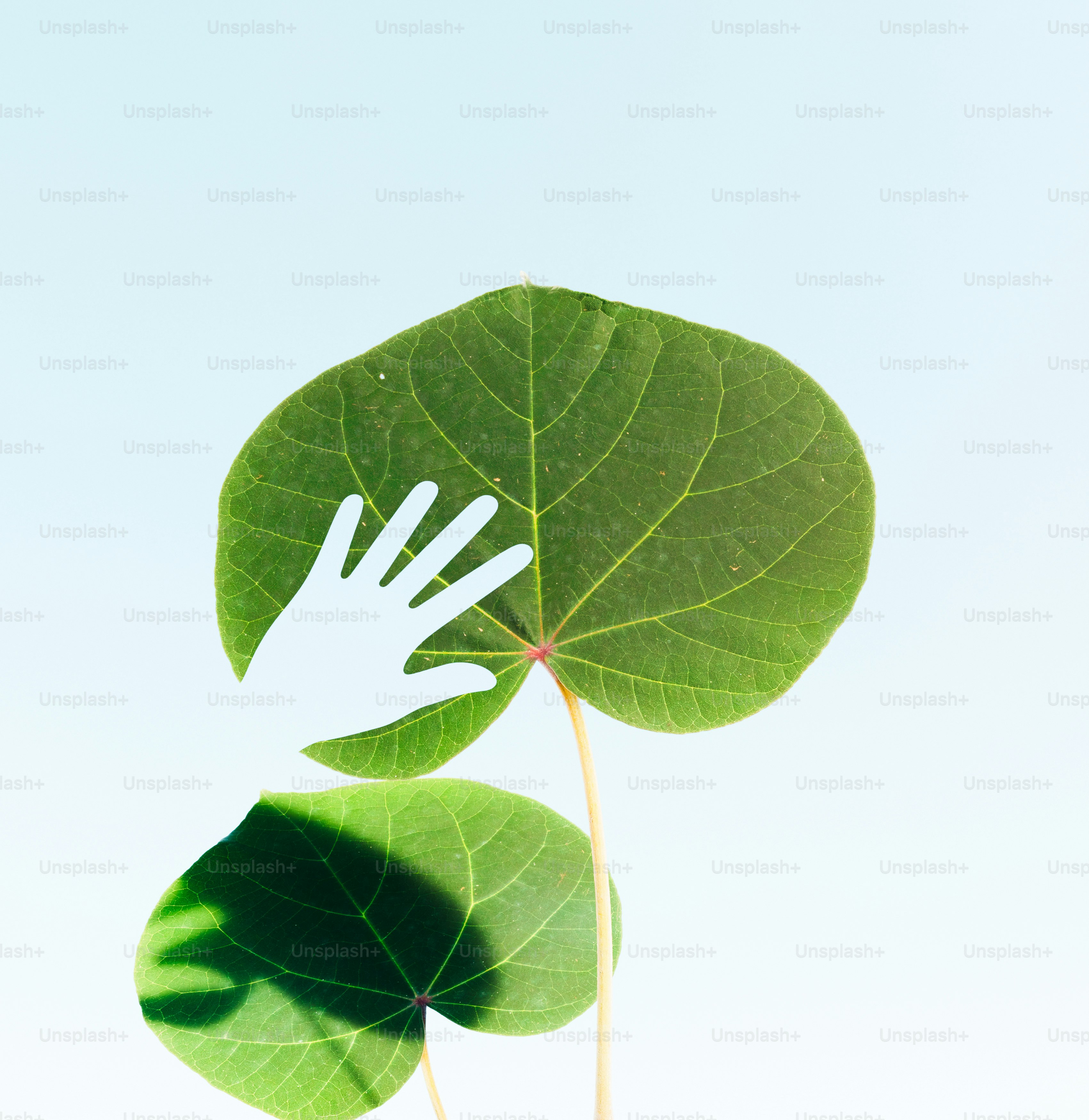 Hand touching a large green leaf against sky