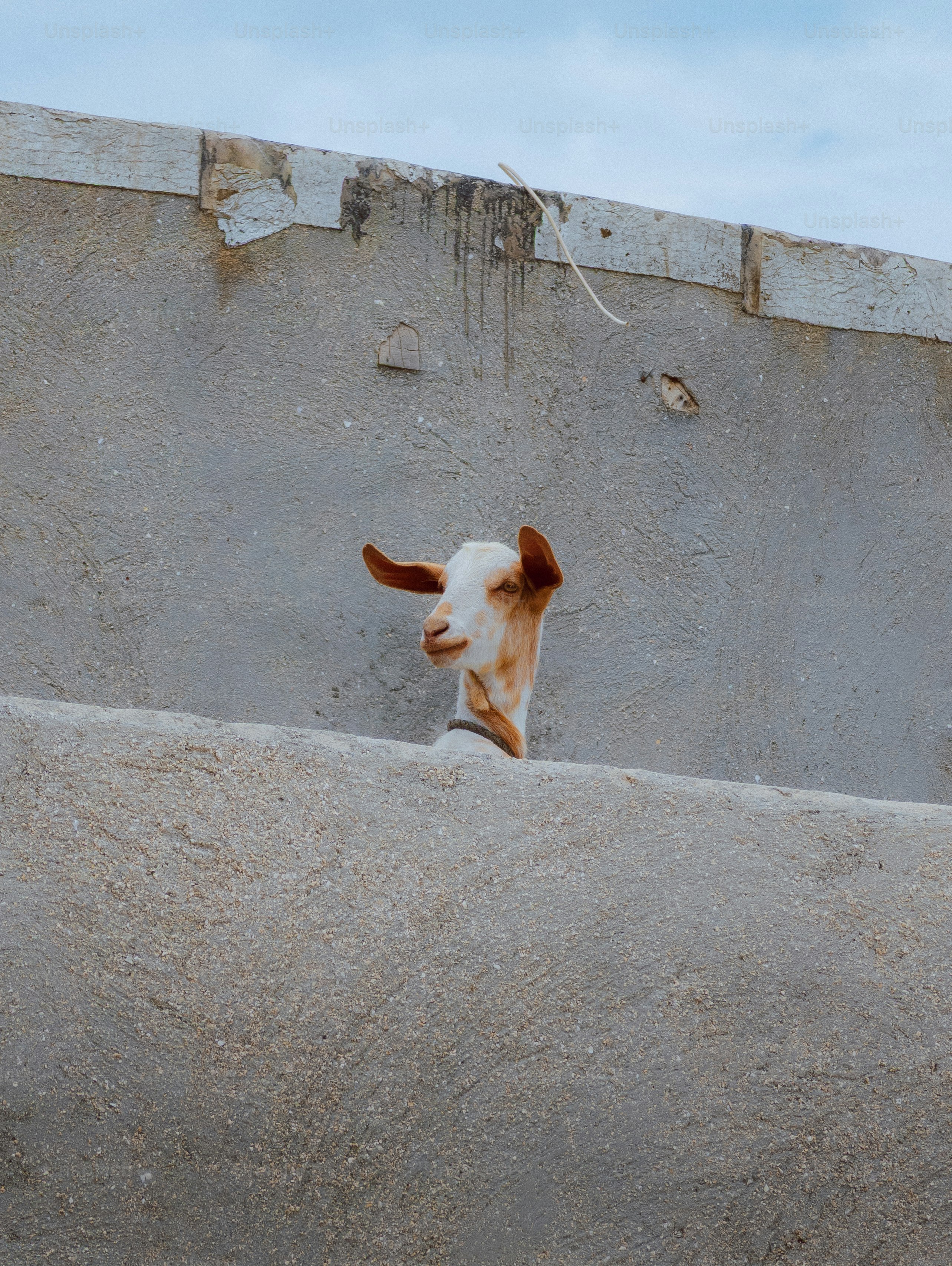 Seekor kambing mengintip di atas dinding beton