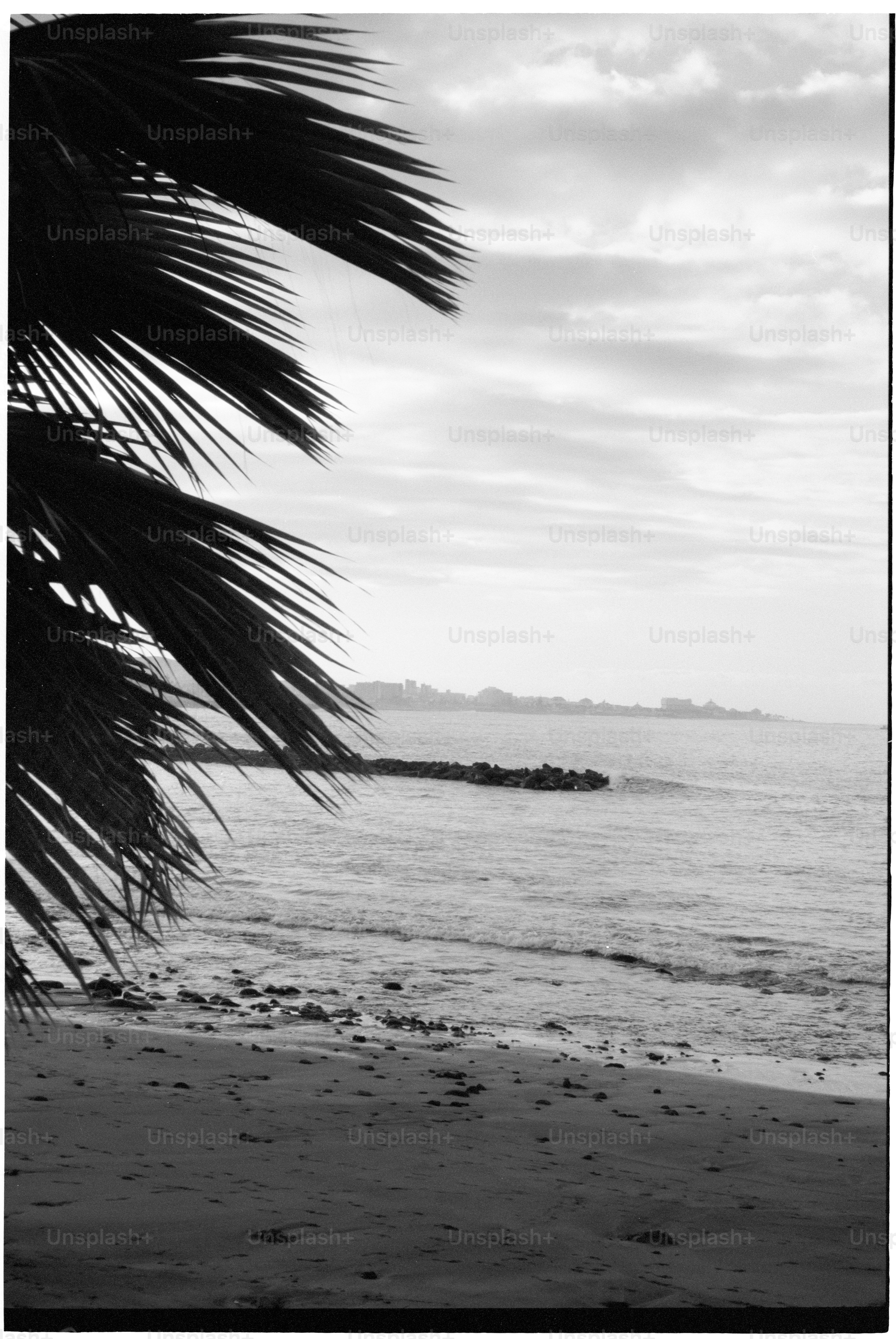 Palmwedel überblicken einen ruhigen Strand und einen ruhigen Ozean.